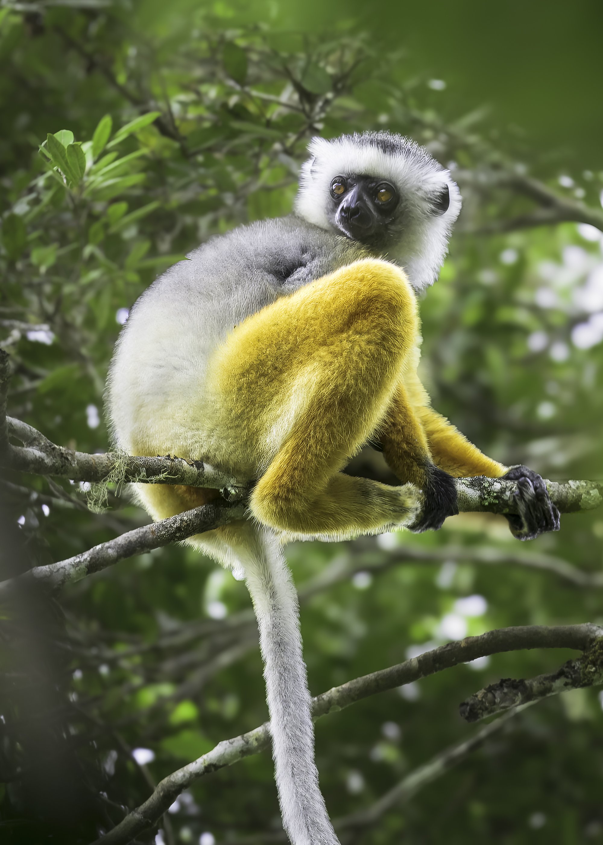 Diademed Sifaka Lemur, Madagascar 