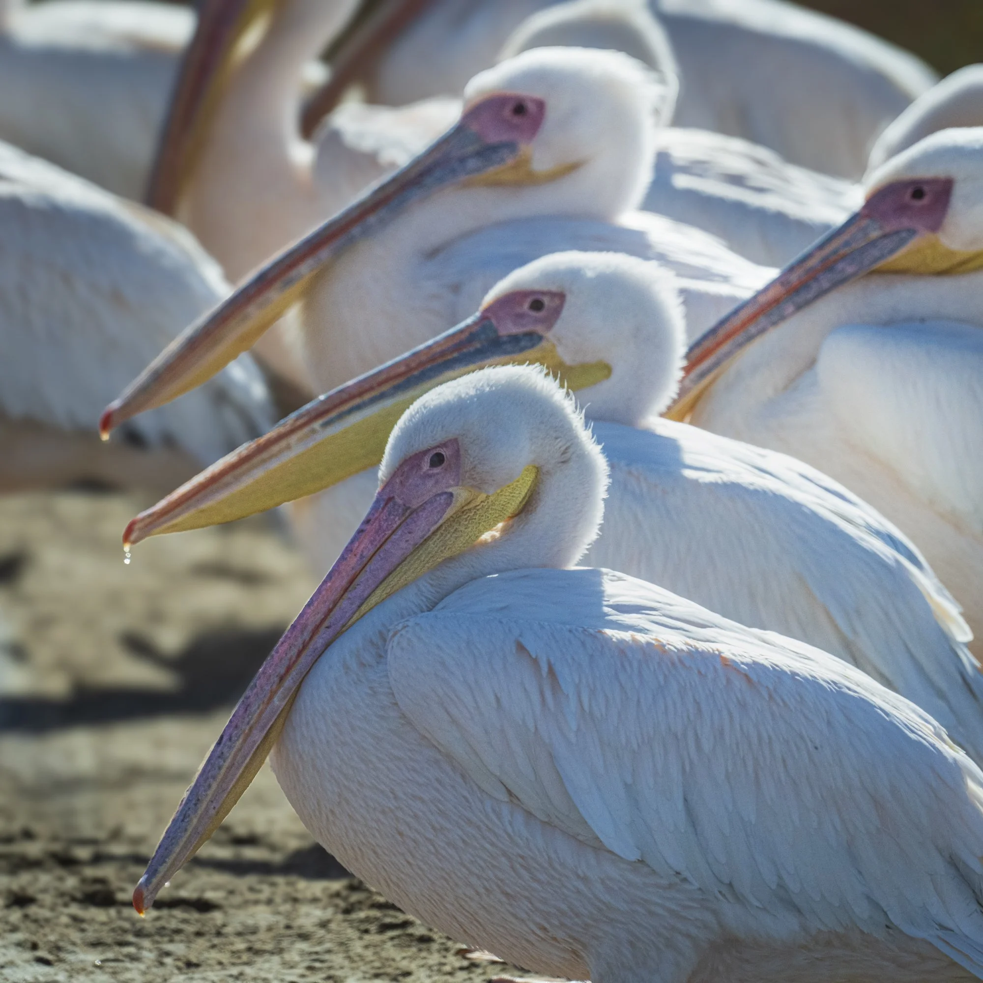 White Pelicans, Wallis Bay Bird Sanctuary, Namibia 