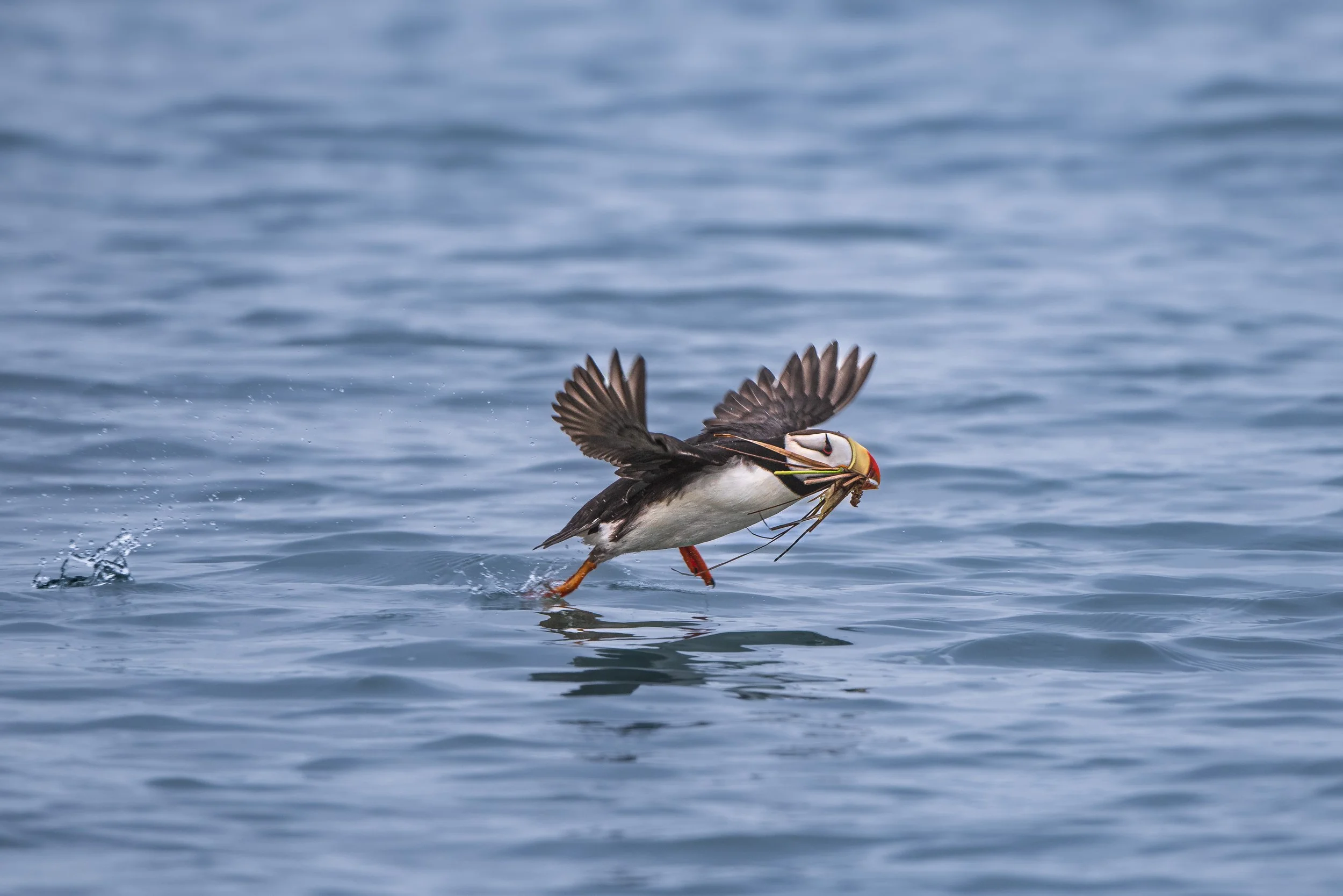 Nest building, Horned Puffin