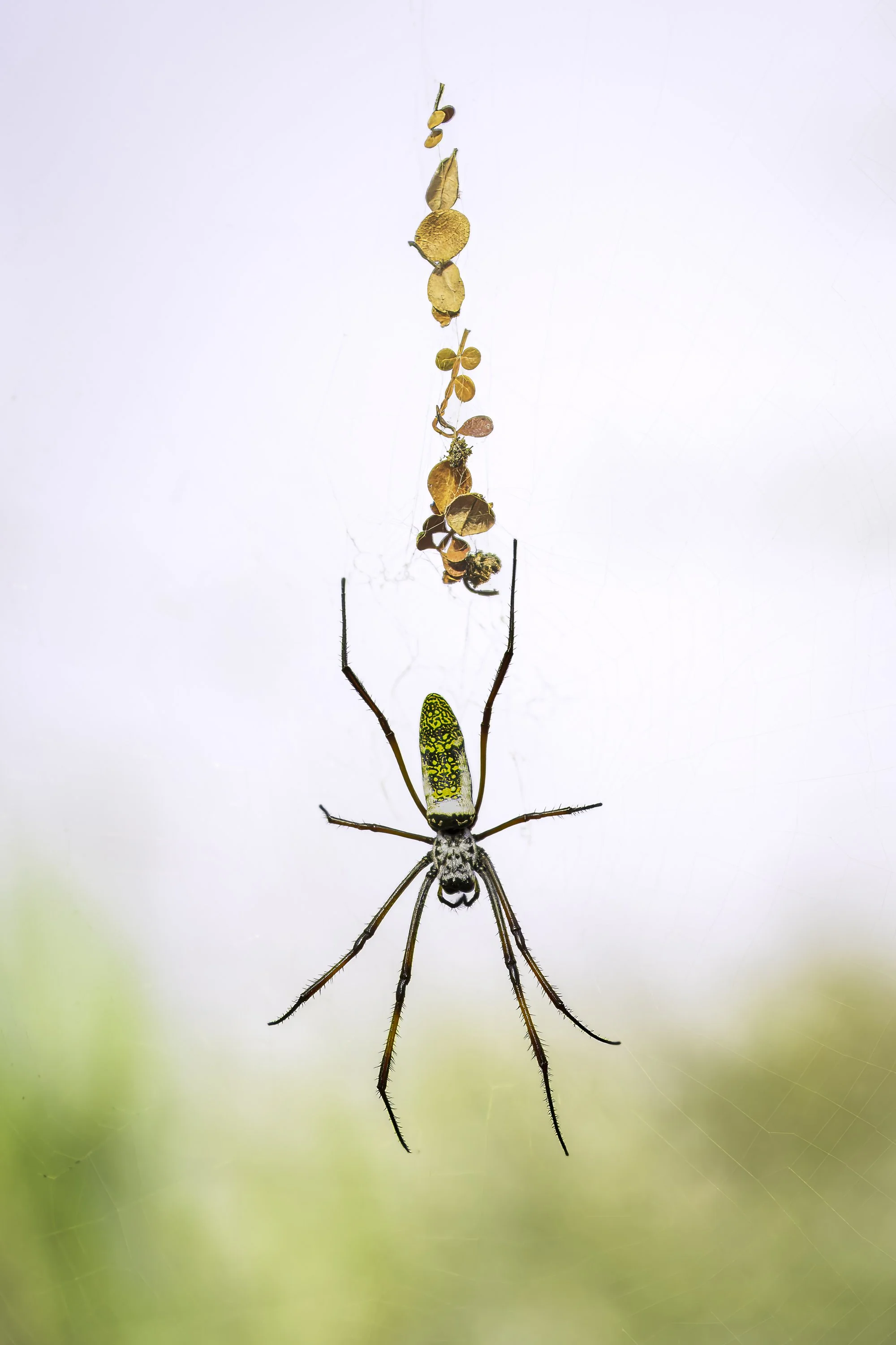 one of more than 800 endemic Madagascar spiders 
