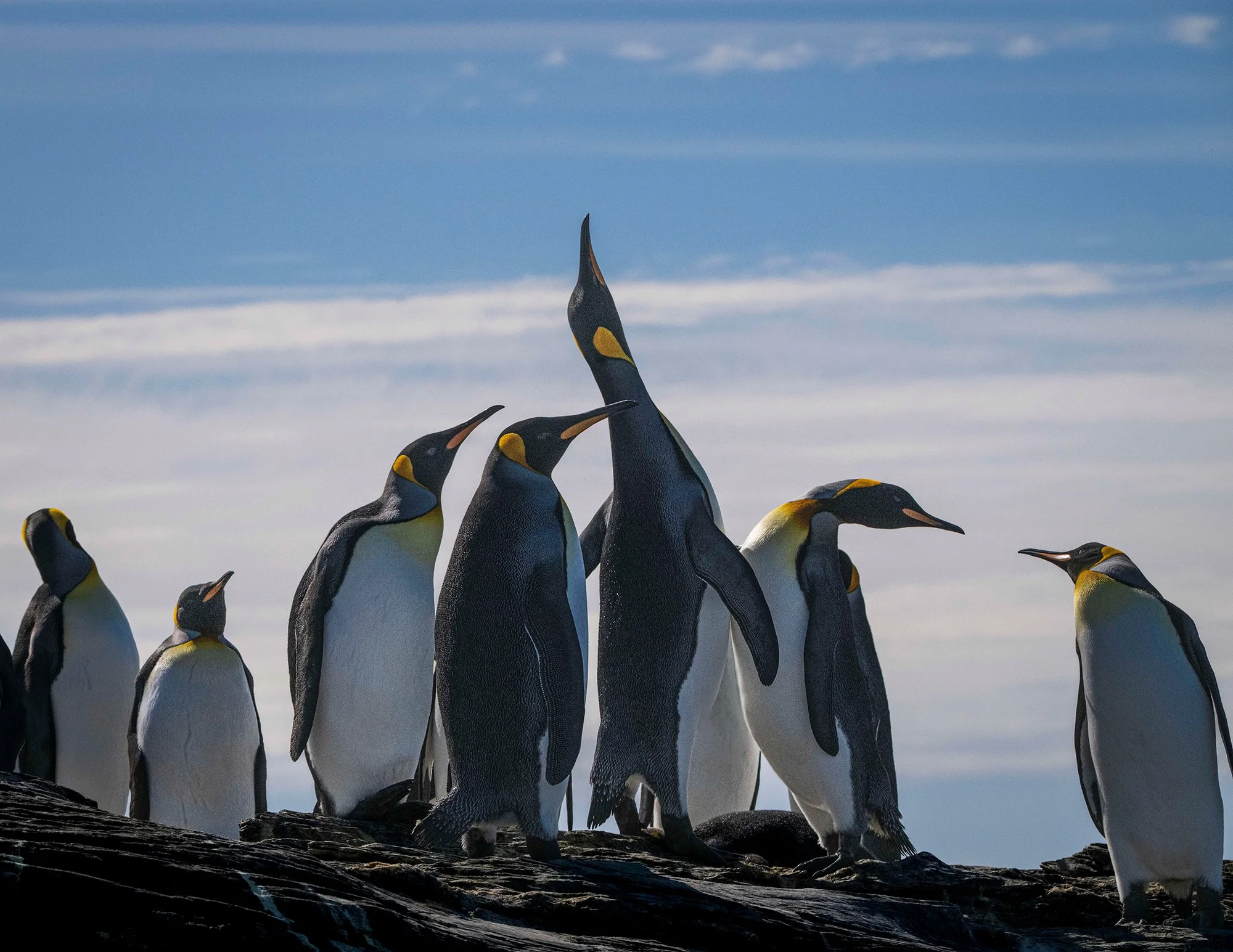 King Penguins, South Georgia