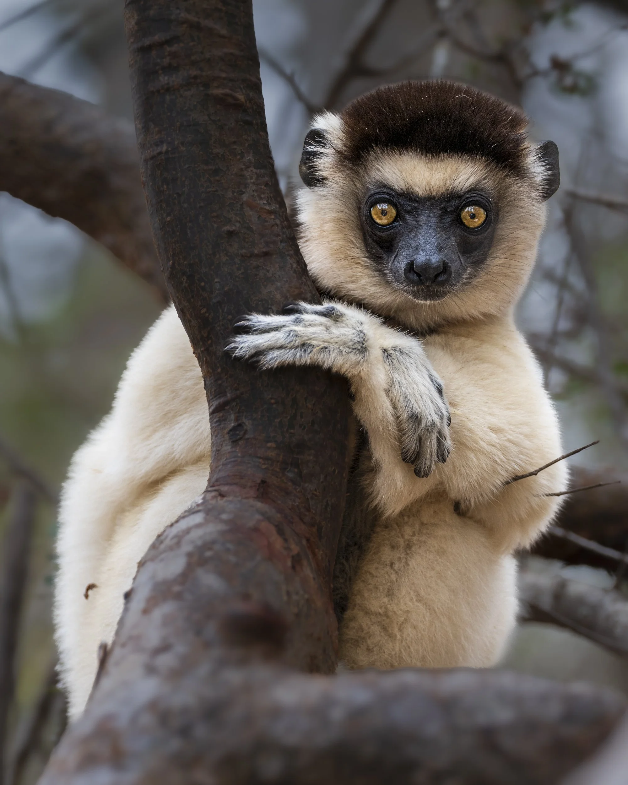Verreaux's Sifaka Lemur, Madagascar 