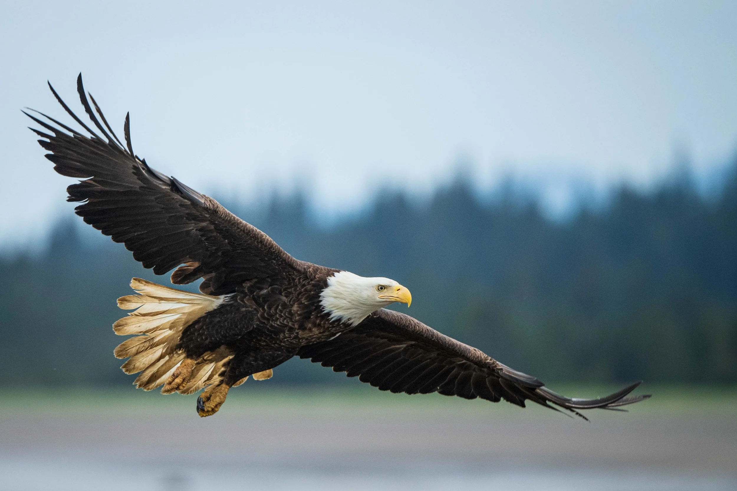 Eagle in flight