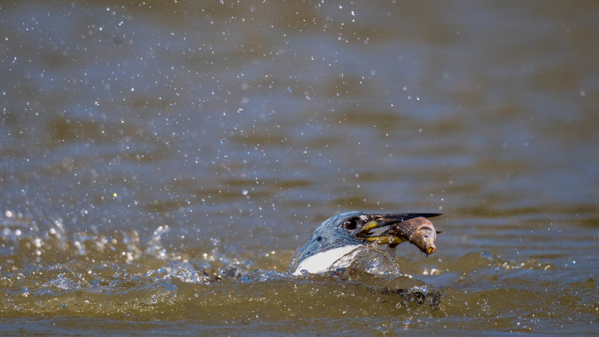 "GOTCHA 1" feeding kingfisher