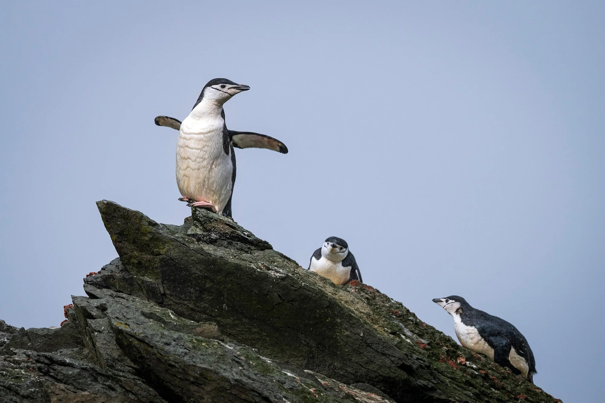 Chinstrap Penguins