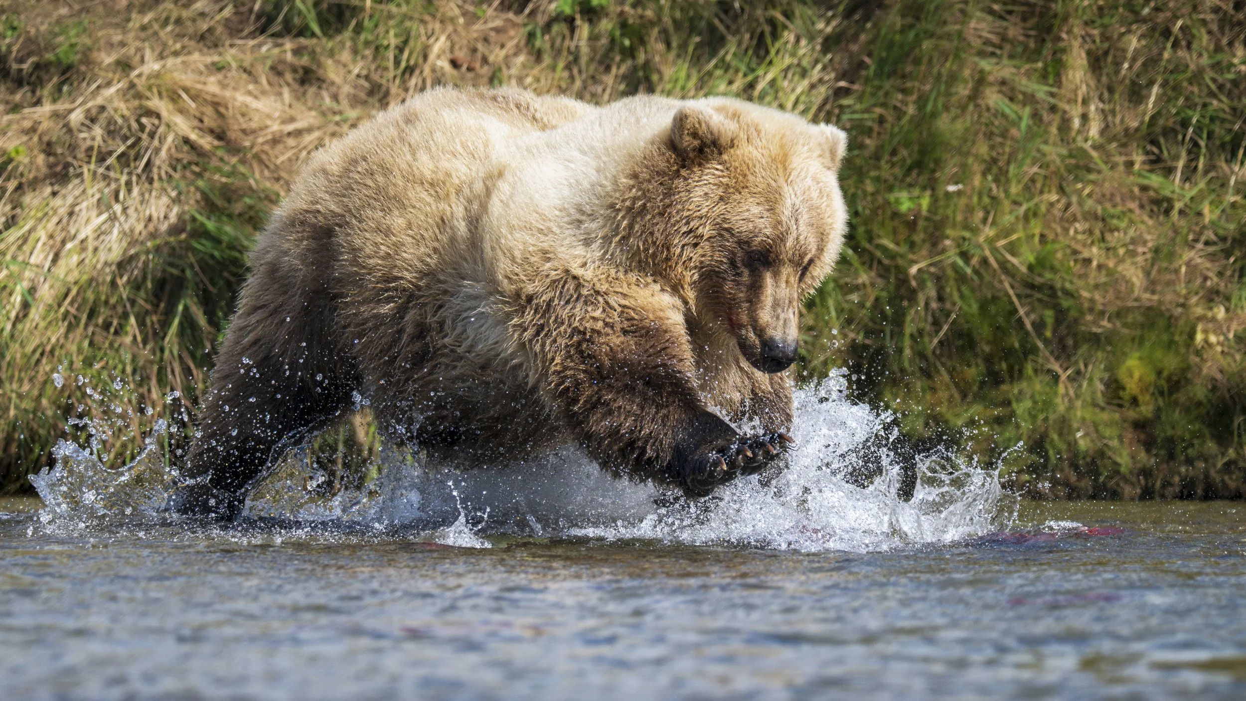 Chasing Salmon