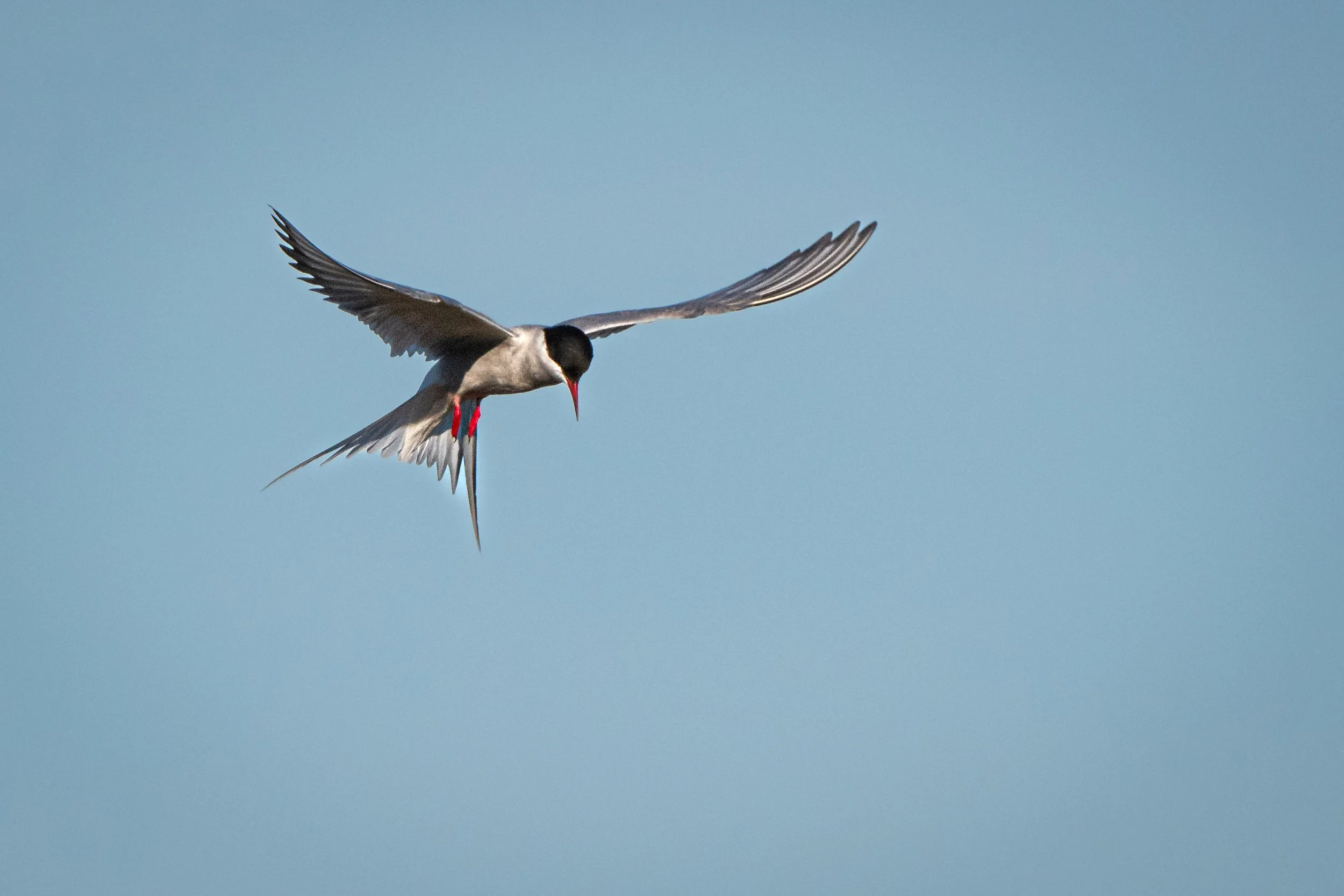 hovering Arctic Tern
