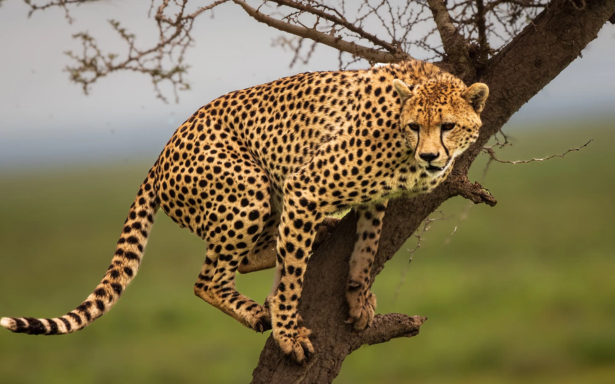Cheetah, Serengeti Plain, Tanzania