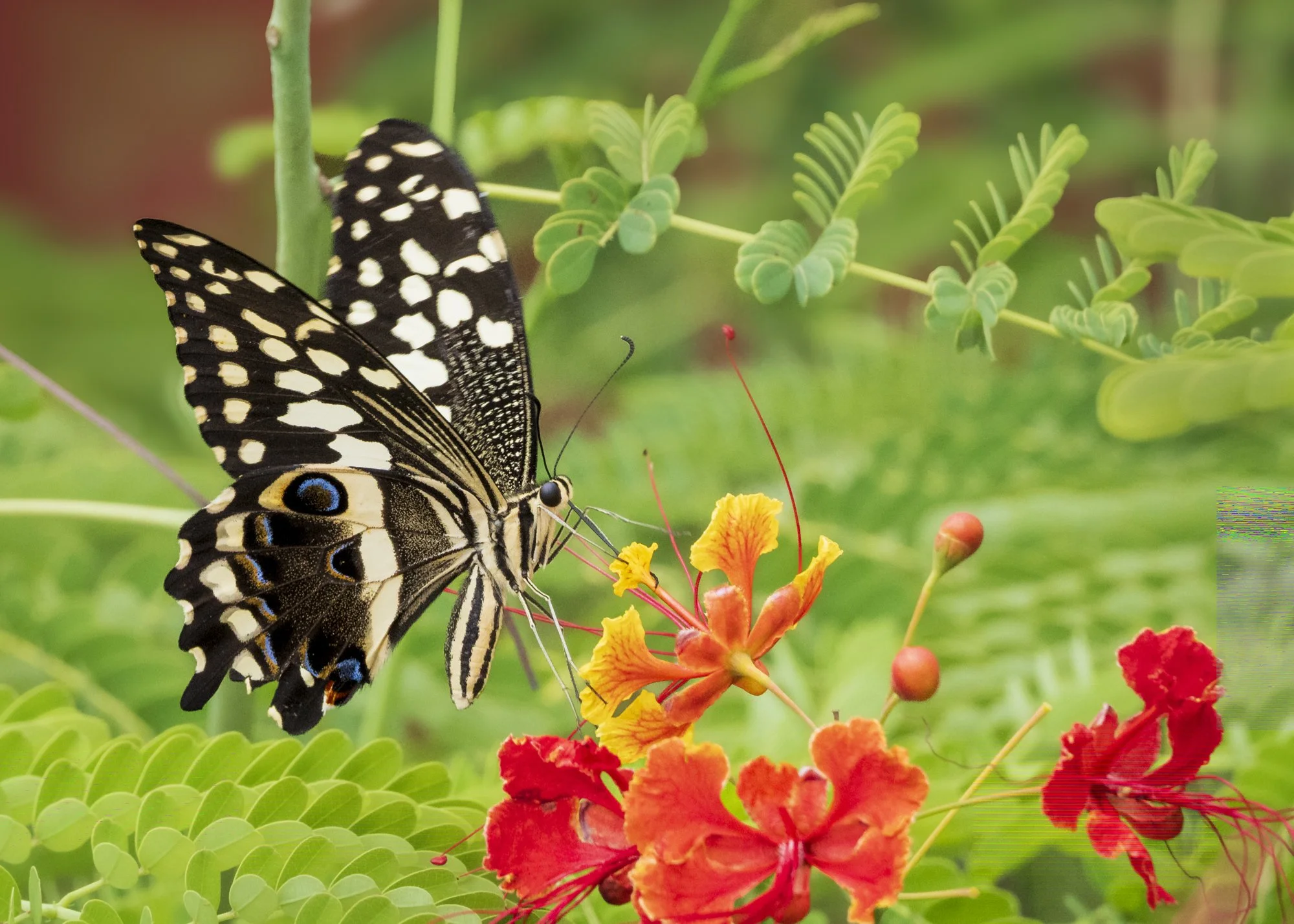 Citrus Swallowtail, Ghana 
