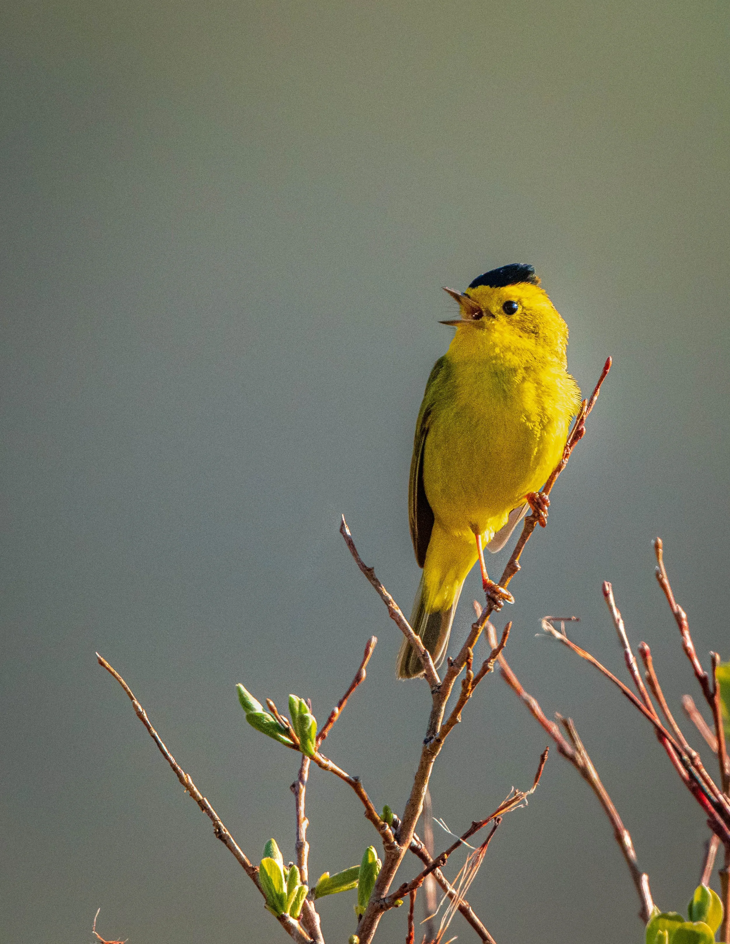 Wilson's Warbler