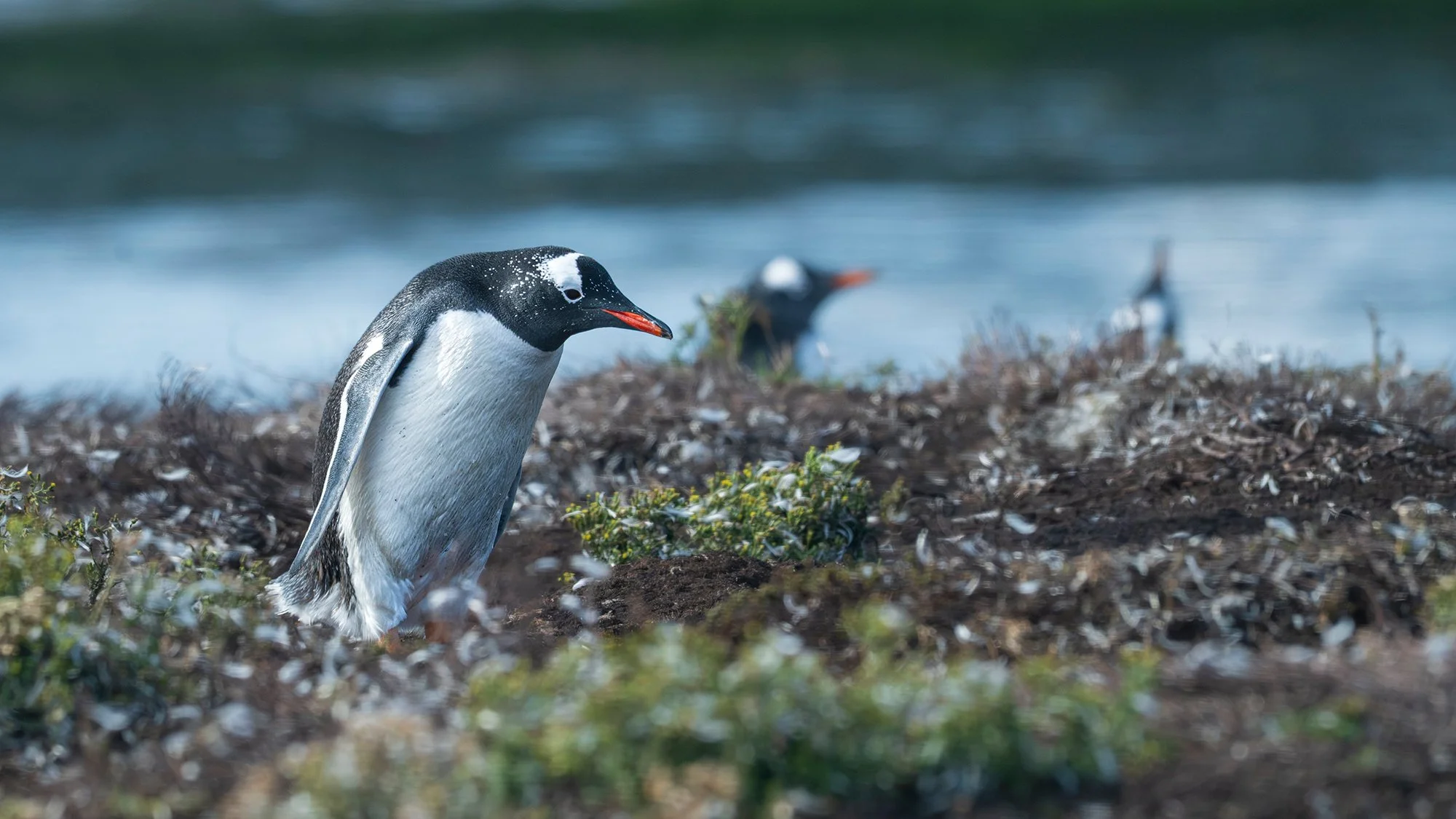 Gentoo Penguins on Faulkland Tundra