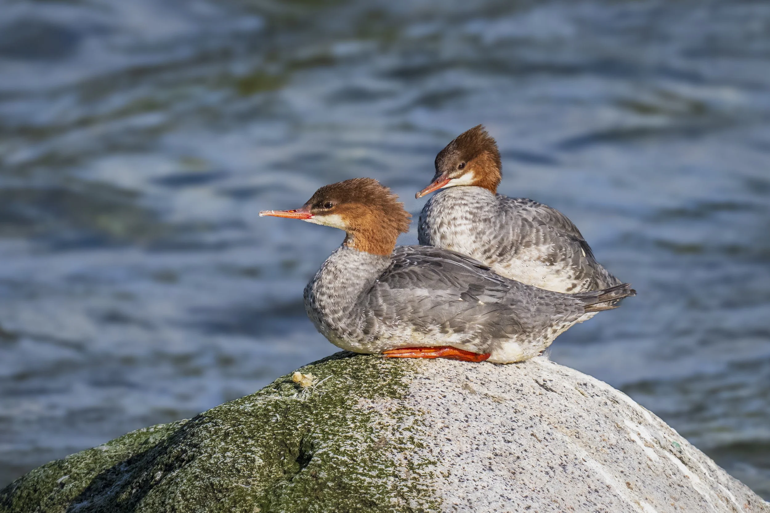 Female Common Merganser