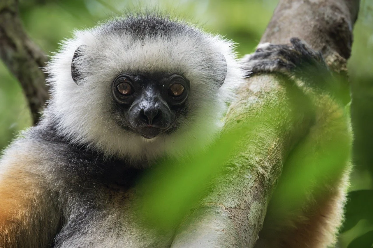 Diademed Sifaka Lemur, Madagascar 2