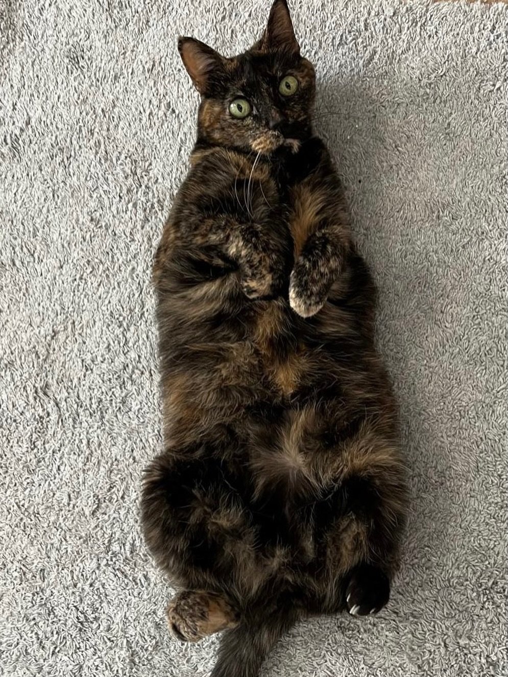 Ontem despedimo-nos da nossa querida gatinha da Cl&iacute;nica:
Teki 🐾

Mais do que uma presen&ccedil;a constante, ela foi a melhor co-terapeuta da nossa equipa💙

🐈&zwj;⬛ sempre pronta para acolher, acalmar e arrancar sorrisos a quem mais precisav