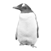penguin-profile.png