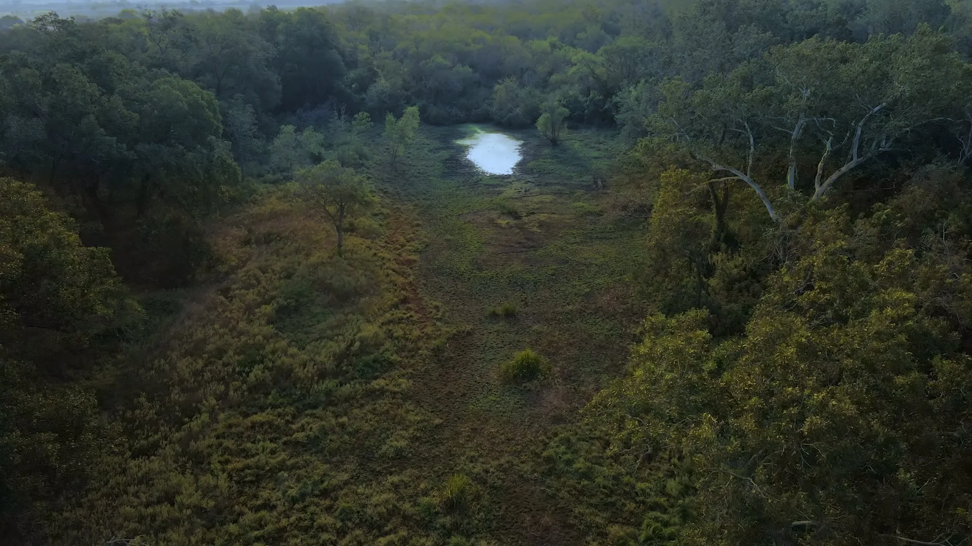 Lush green forested landscape with a small pond in the distance, viewed from above.