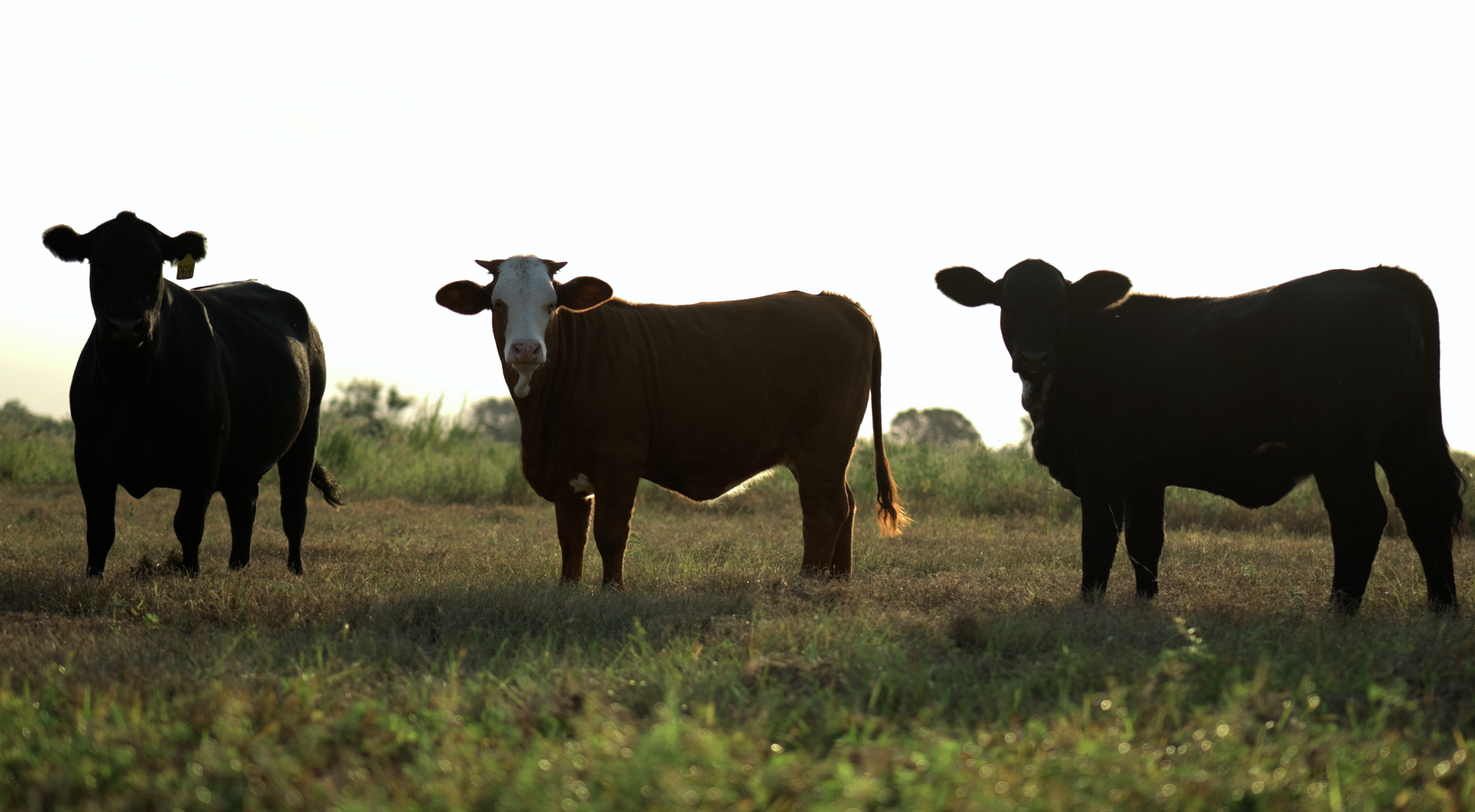 Three cows standing in a grassy field with a bright sky background.