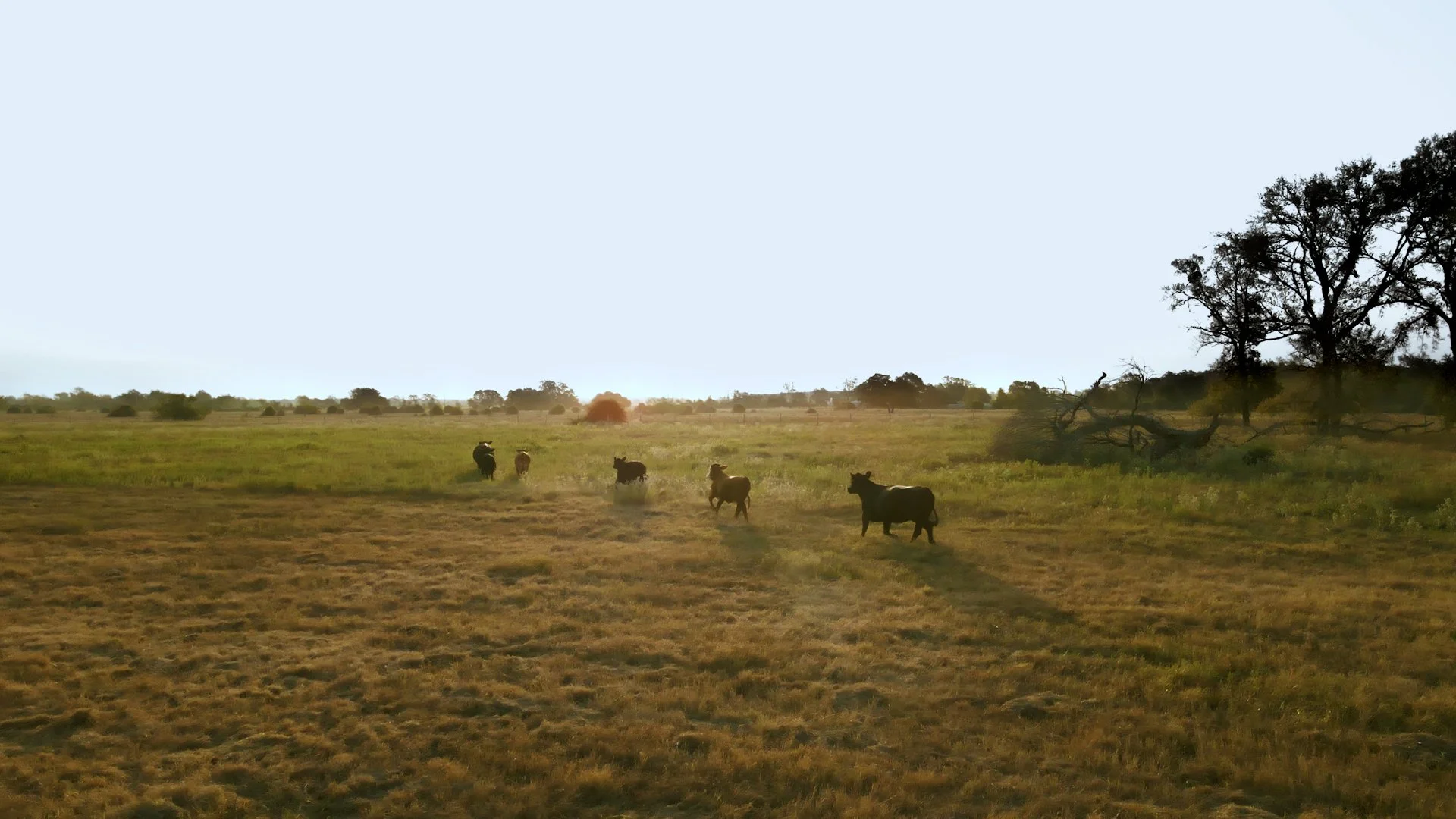 Cattle grazing in an open field during sunset with trees in the background.