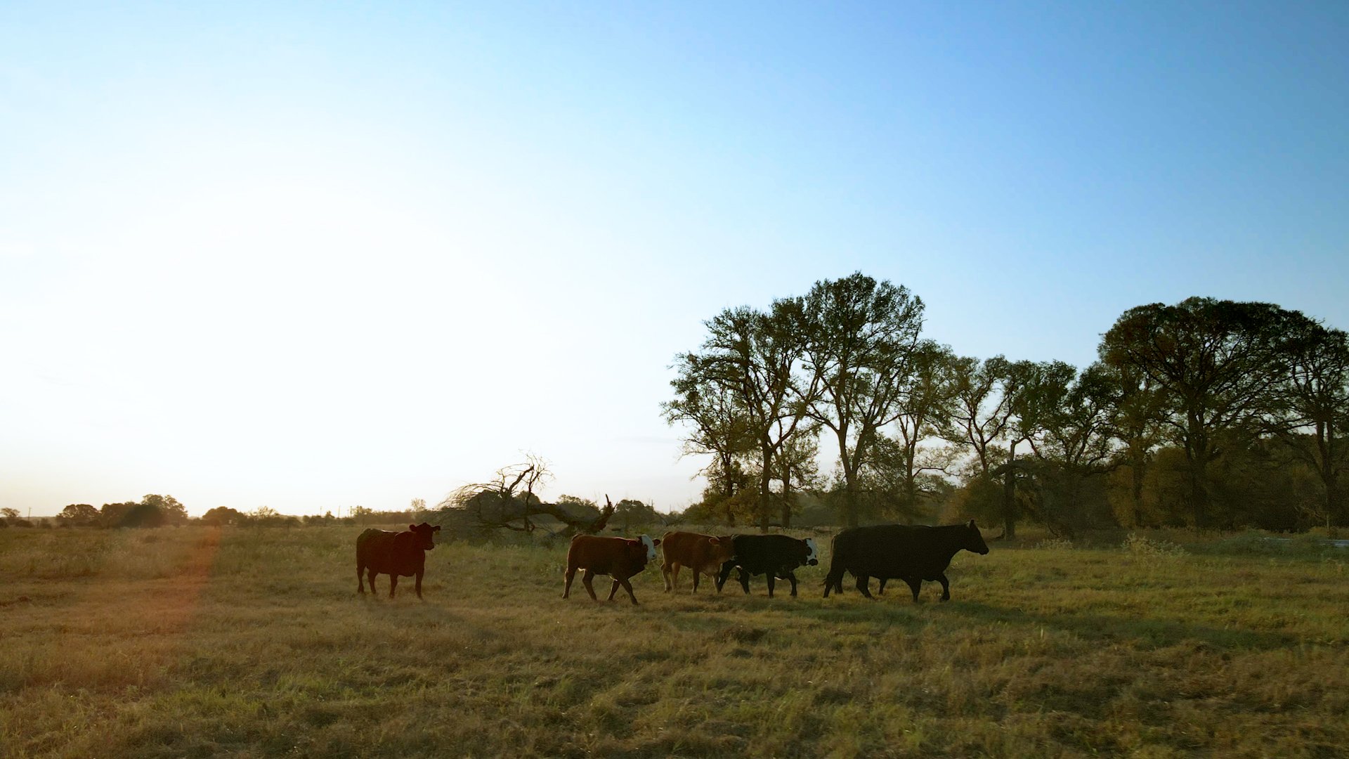 Cows grazing in a grassy field with trees and a clear blue sky in the background.