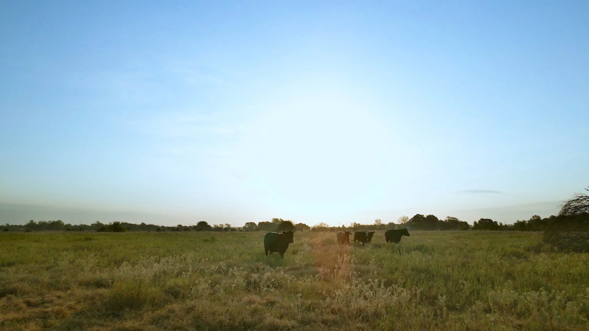 Four cows grazing in a grassy field during sunset or sunrise with a clear blue sky.