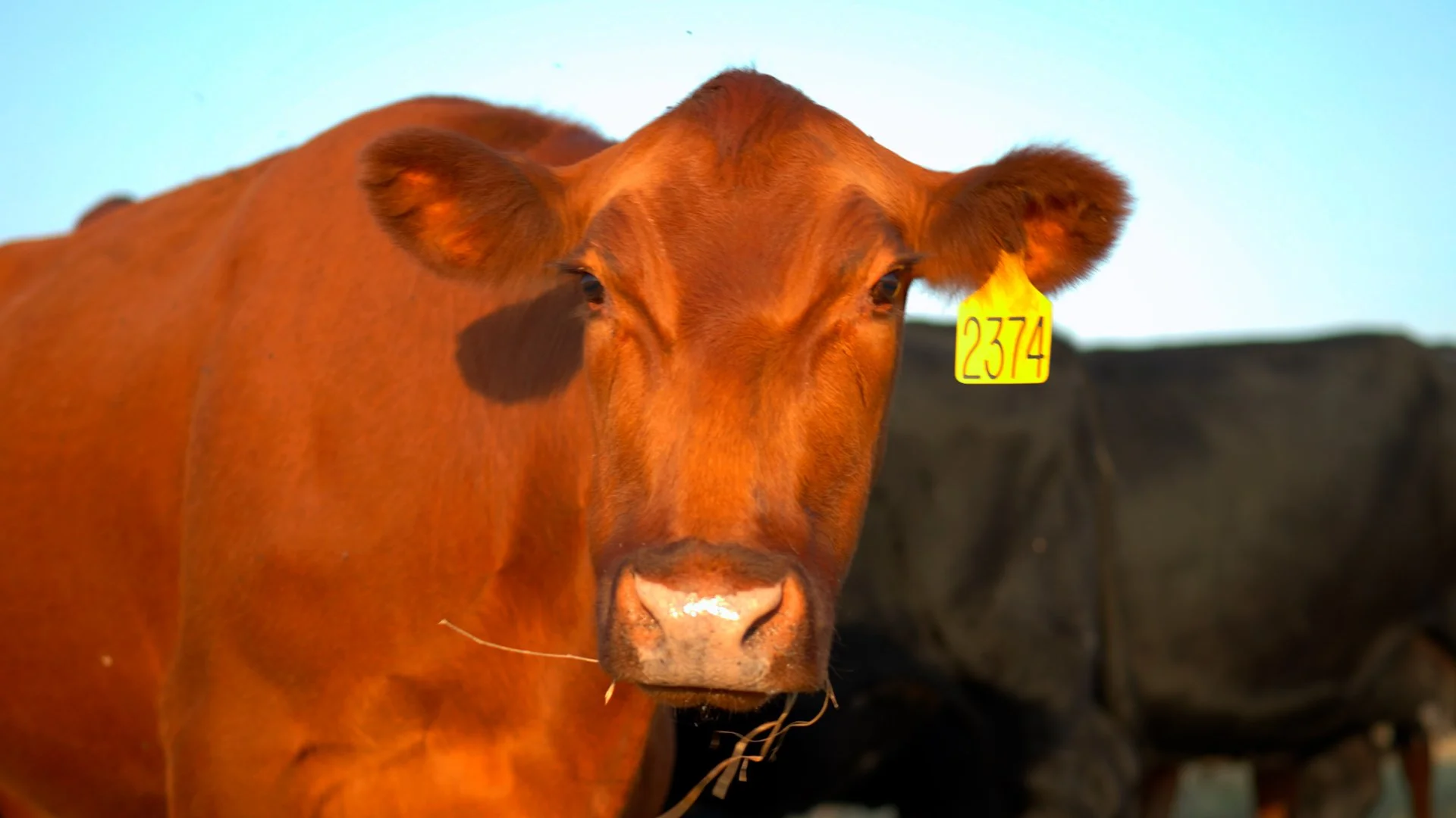 Close-up of a brown cow with an ear tag numbered 2374, standing outdoors, with other cows in the background.