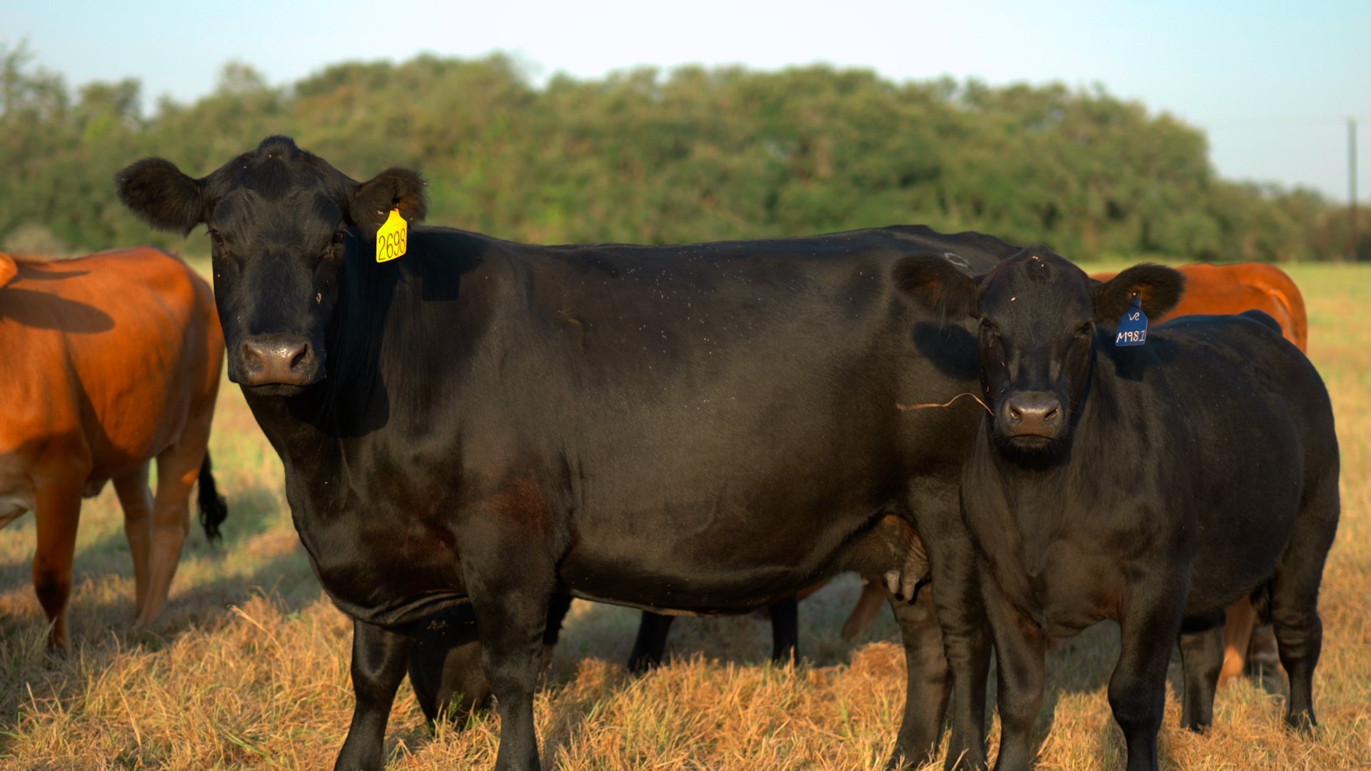 Two black cows standing in a grassy field with other cows in the background, trees, and clear sky.