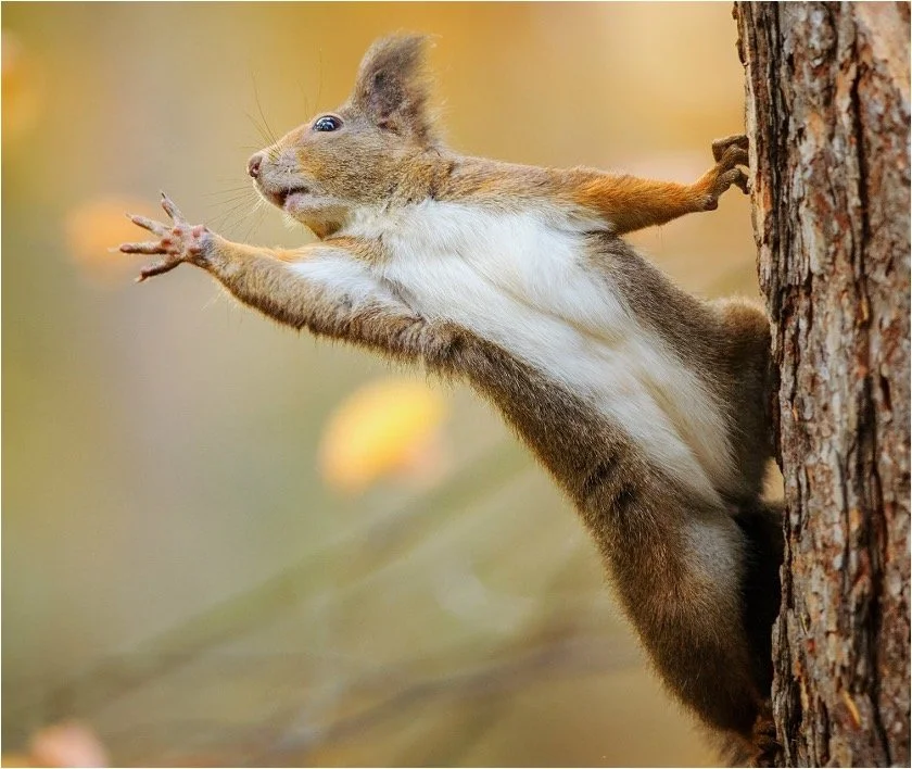 Auburn University's "The Squirrels" COMING SOON...