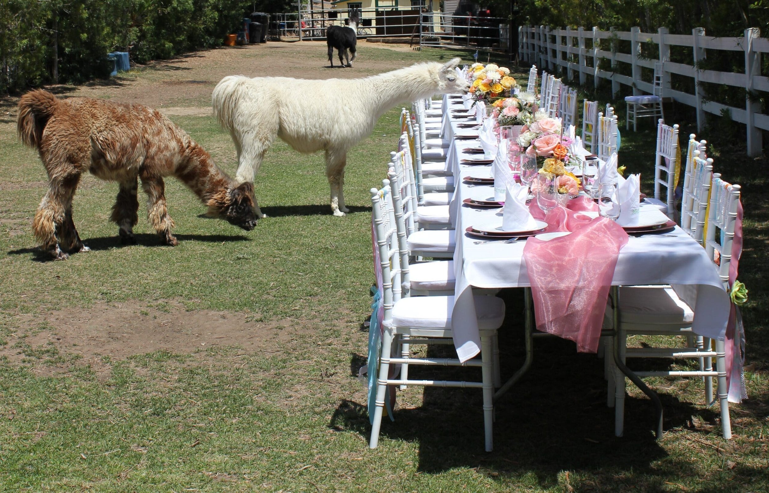 Llama Party.jpg