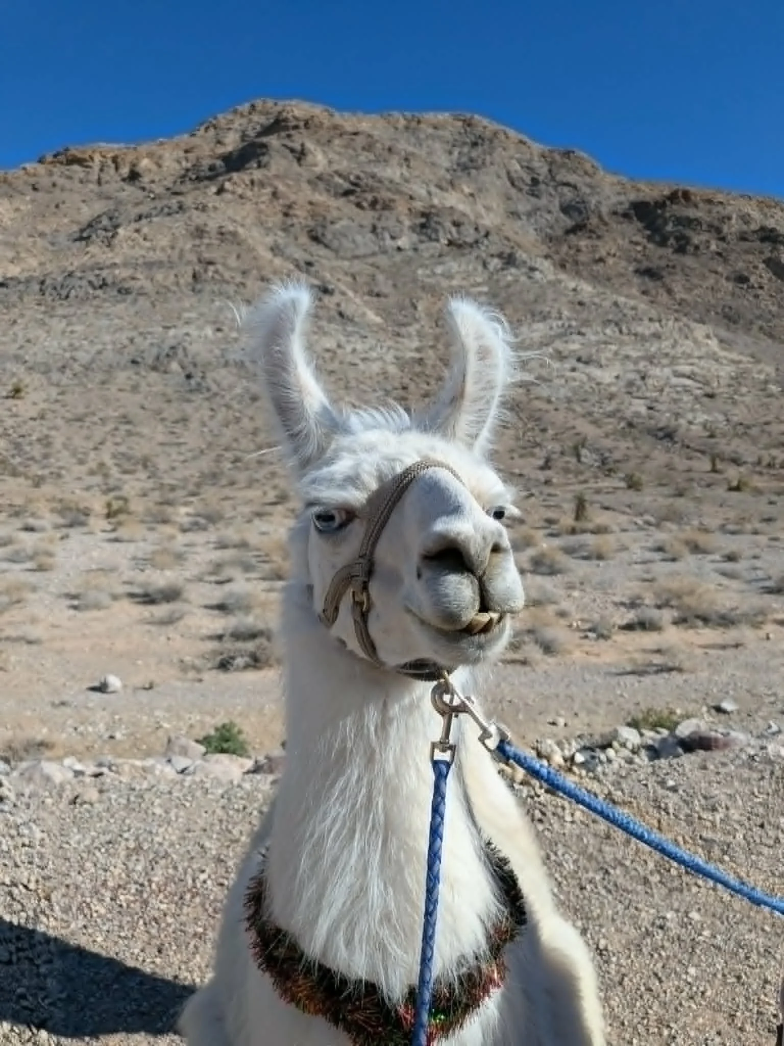 Dalai in the Mountains.jpg