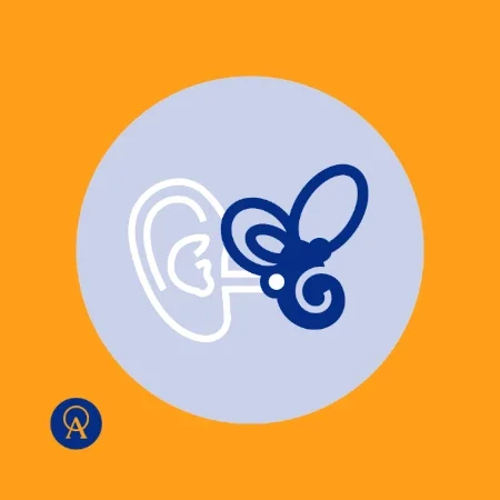 Representation of the inner ear as part of the vestibular system