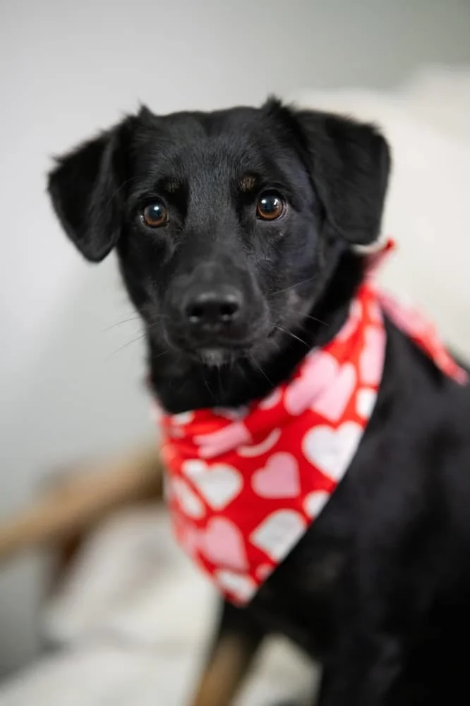 Black puppy wearing a red bandana with pink and white hearts.
