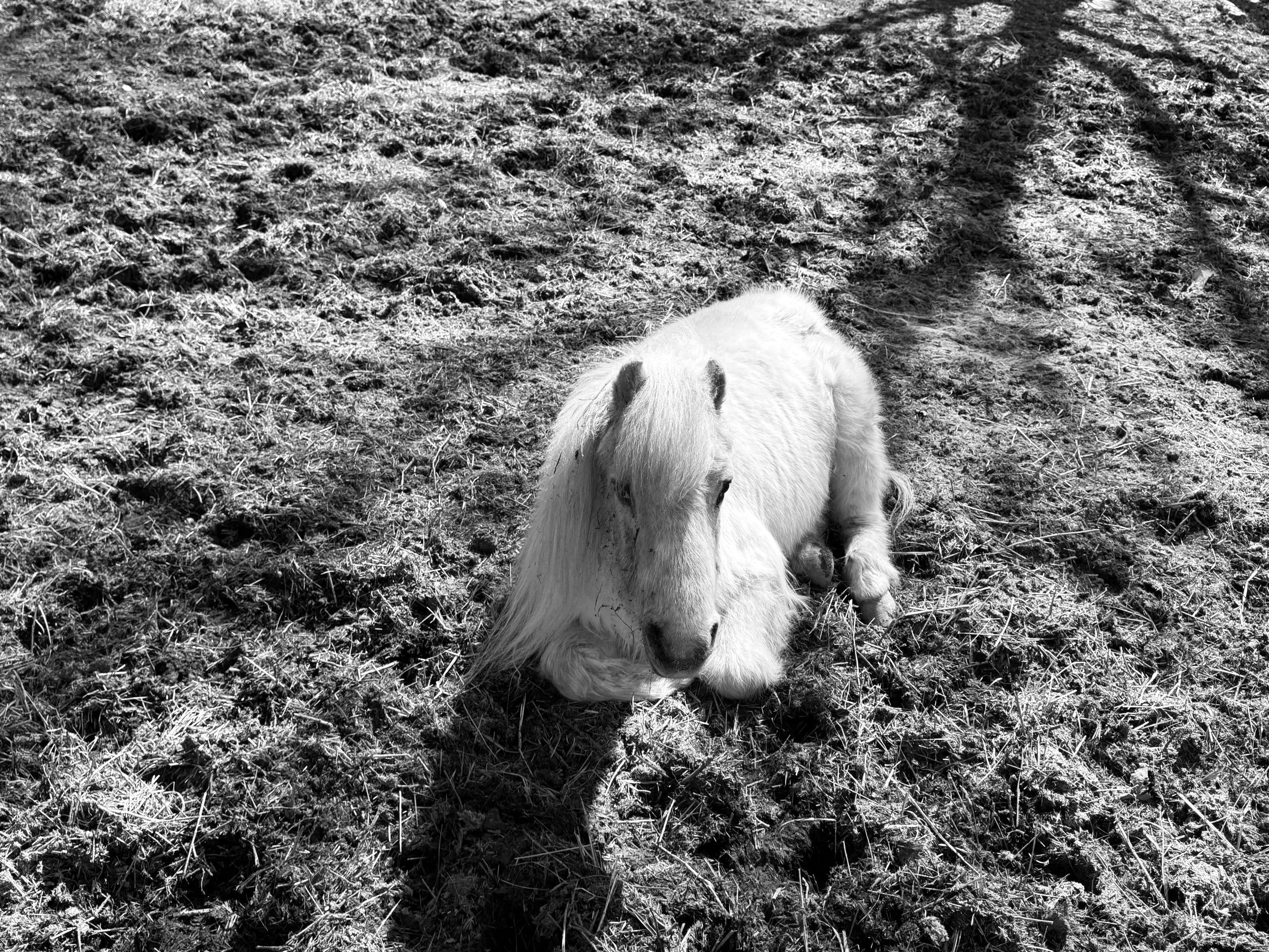 Horses know when to take naps, especially Diamond one of my helpers to help you transform stress
