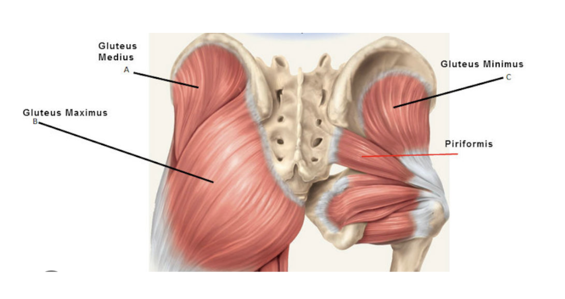 Tips from Your Yoga PT: Glutes in Yoga | YogaSource Palo Alto