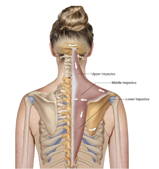 Tips from Your Yoga PT: How Strengthening Key Muscles Can Help with Neck and Shoulder Pain | YogaSource Palo Alto