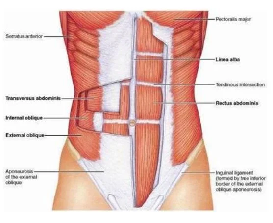 Tips from Your Yoga PT: Deep Core Support and the Transverse Abdominis | YogaSource Palo Alto