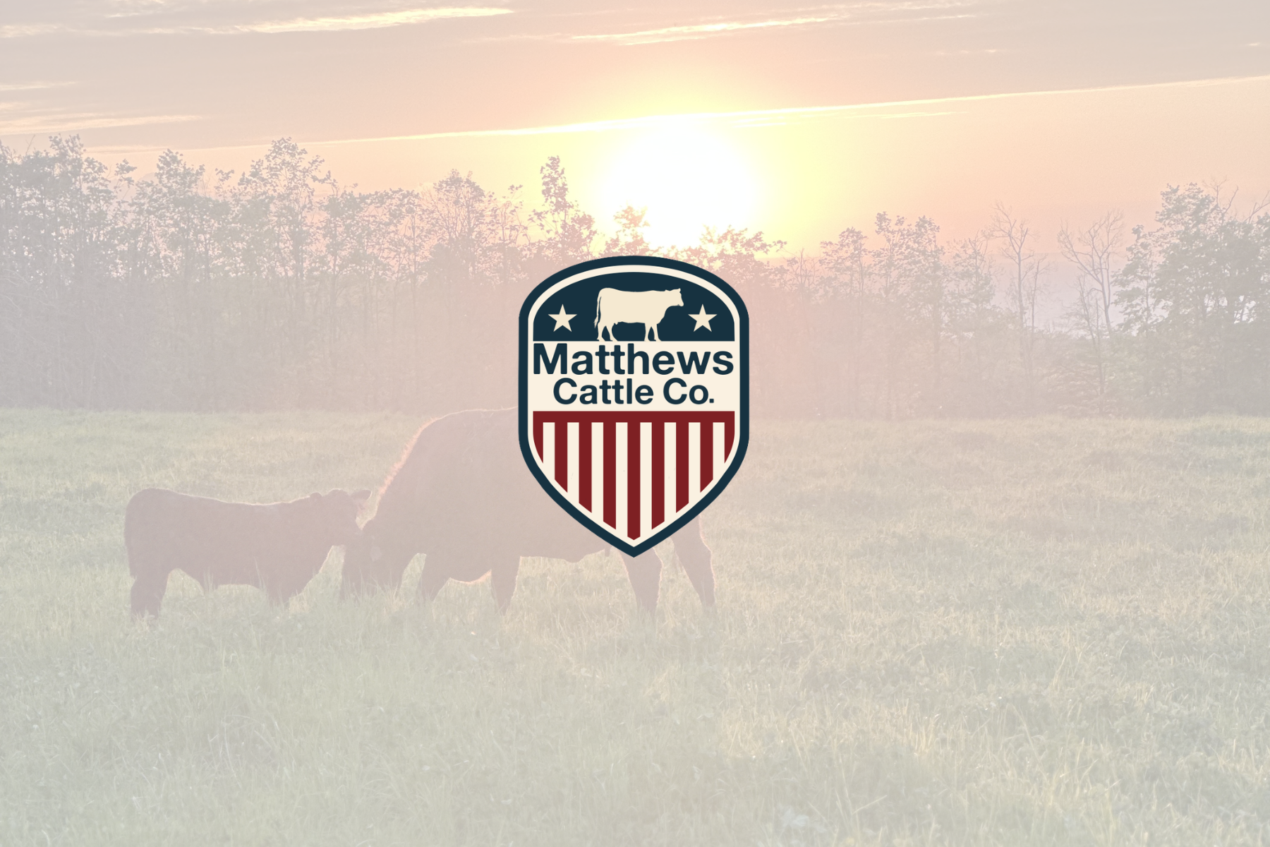 Logo of Matthews Cattle Co. featuring a cow silhouette, stars, and red stripes resembling a shield.