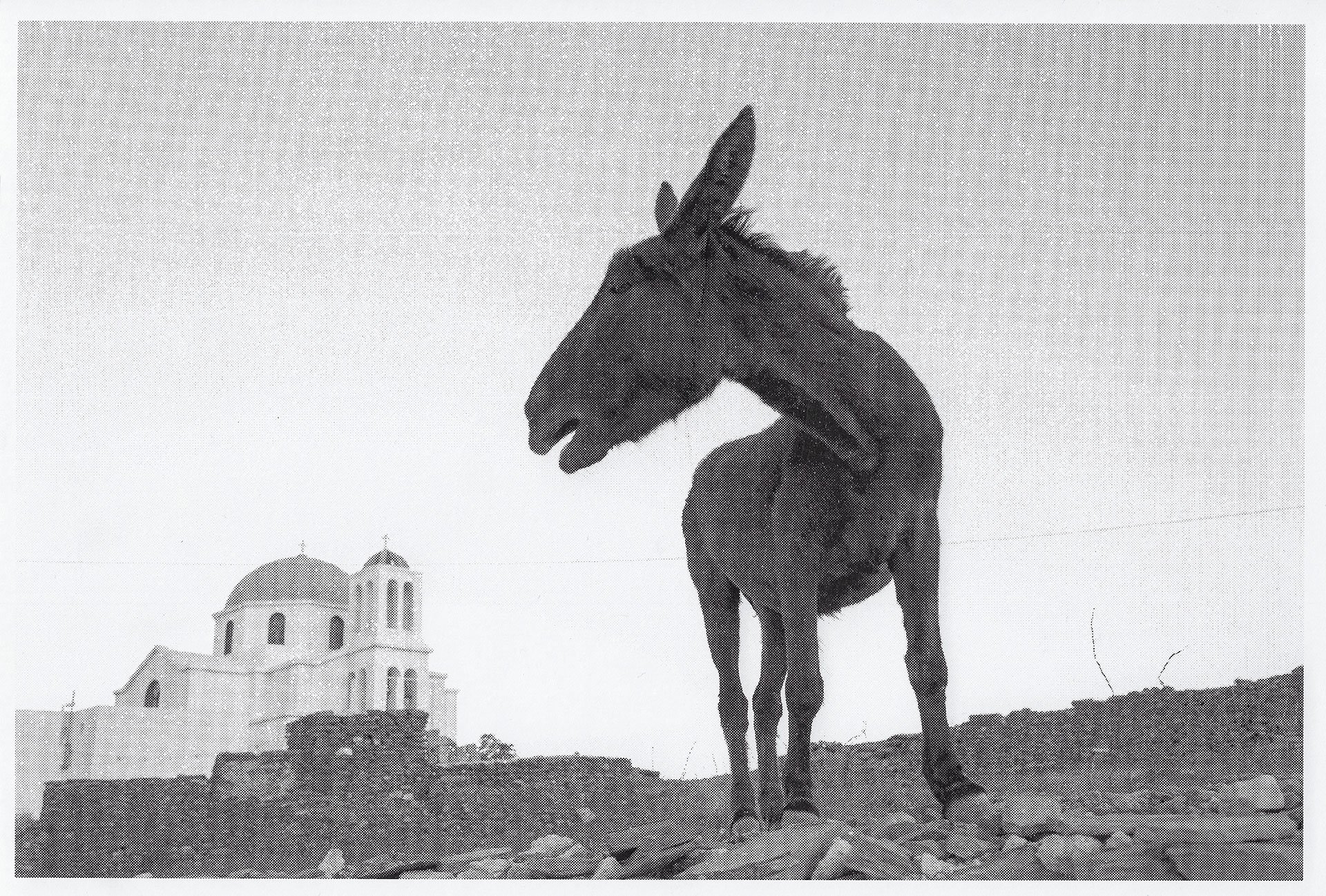 scan_sara_janini_burro-copia.jpg