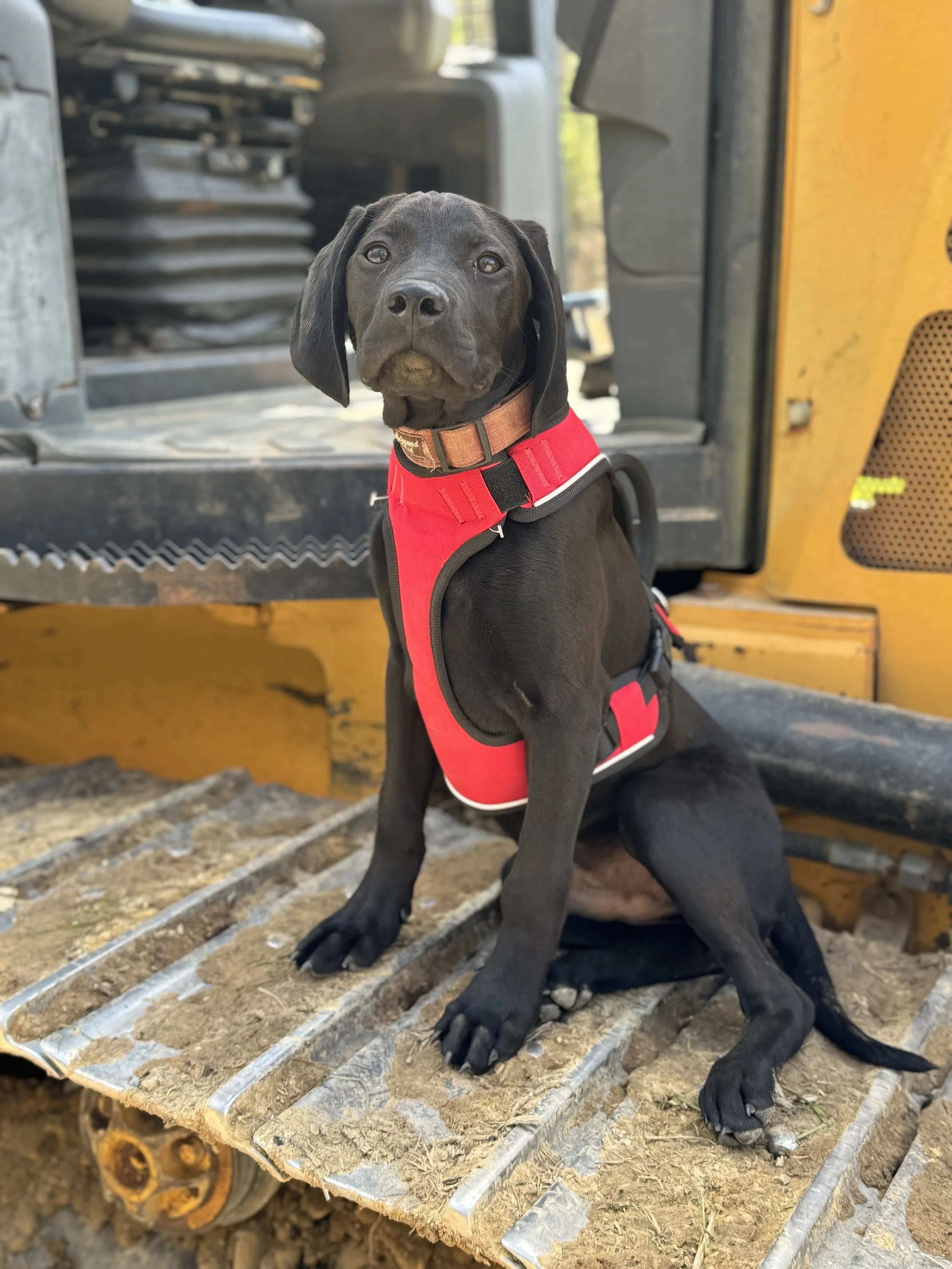 A black Labrador puppy wearing a red harness sitting on a metal surface in front of machinery inside an outdoor setting.