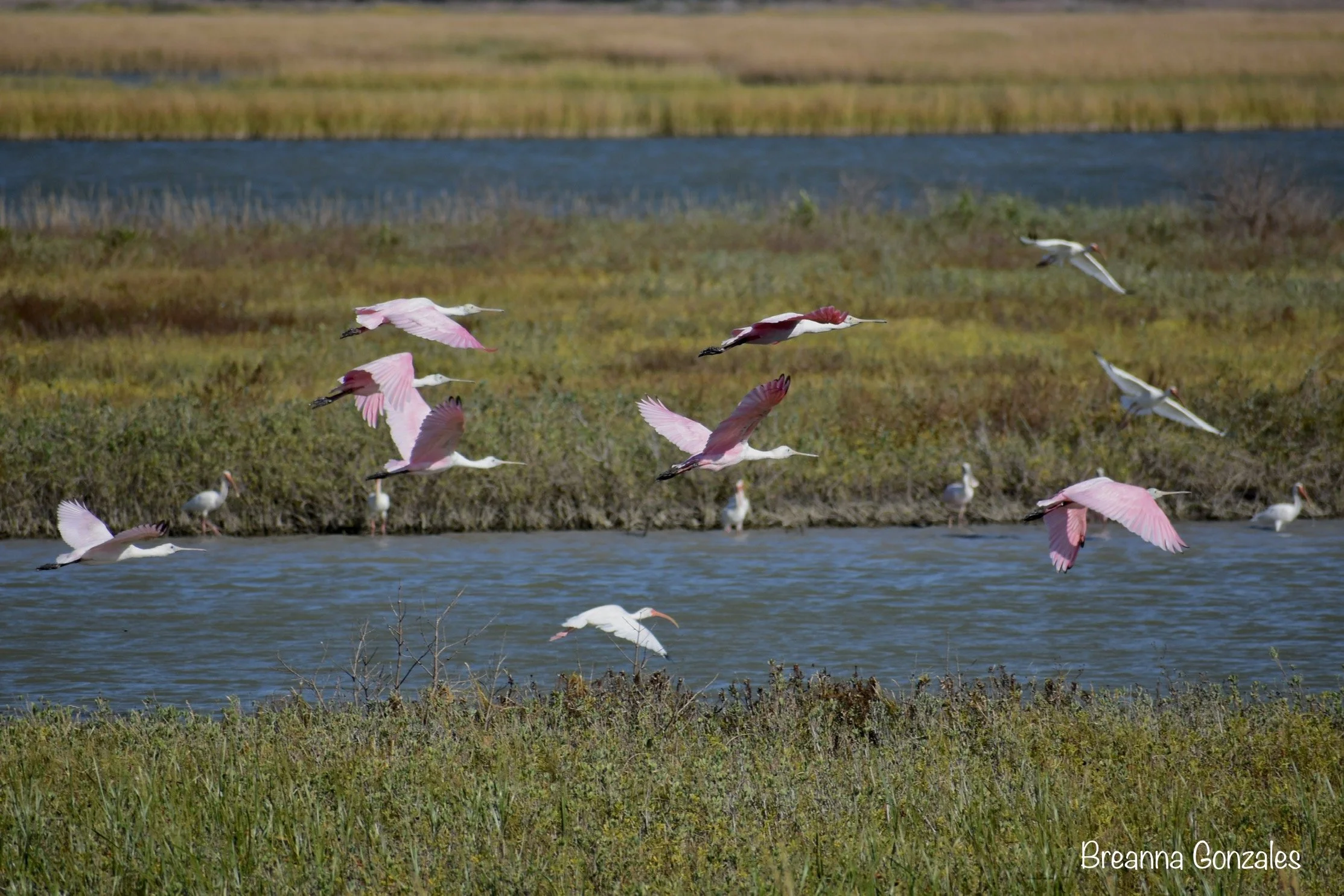 Roseate spoonbills take flight in Rockport - Fulton Texas marshes. Photo by Breanna Gonzales. 