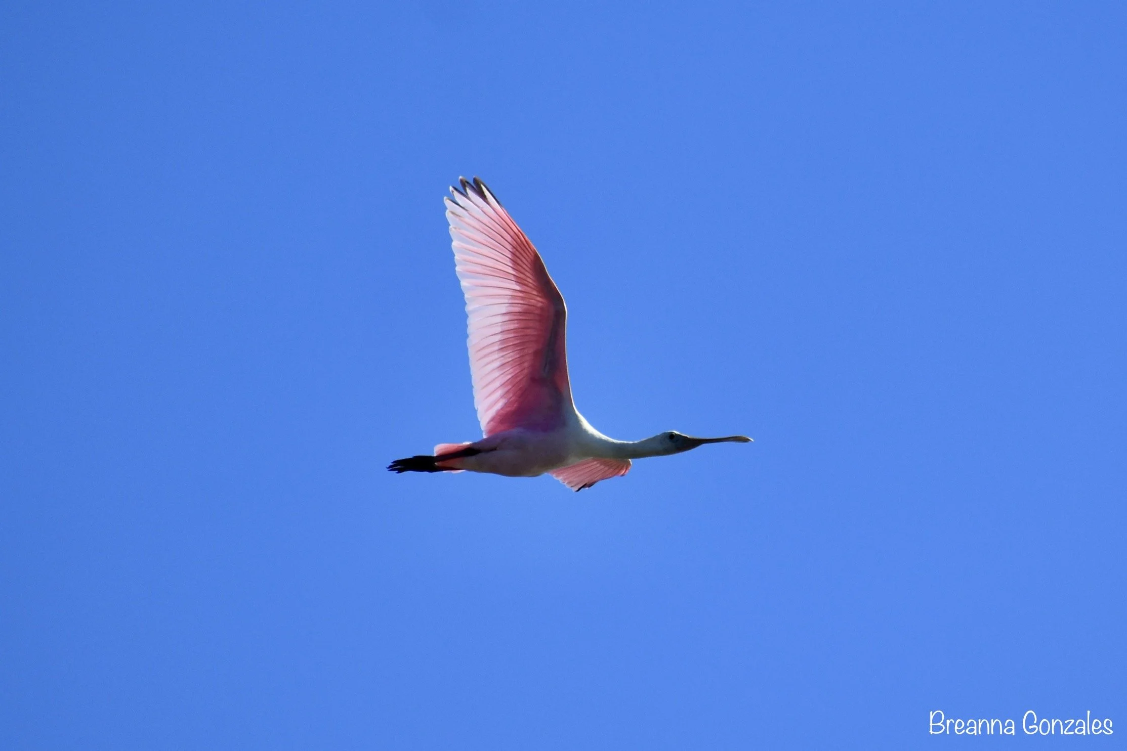 Roseate Spoonbill in fight. Photo by Breanna Gonzales. 