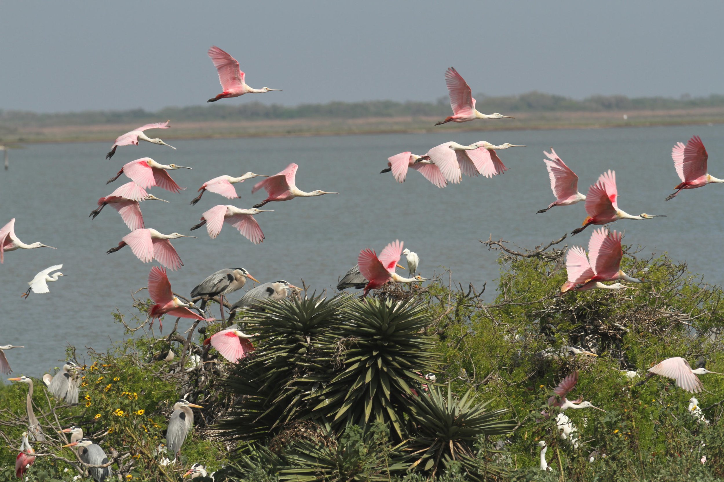 Flock of Roseate Spoonbills in Rockport-Texas. Taken on the Skimmer during a birding tour. 