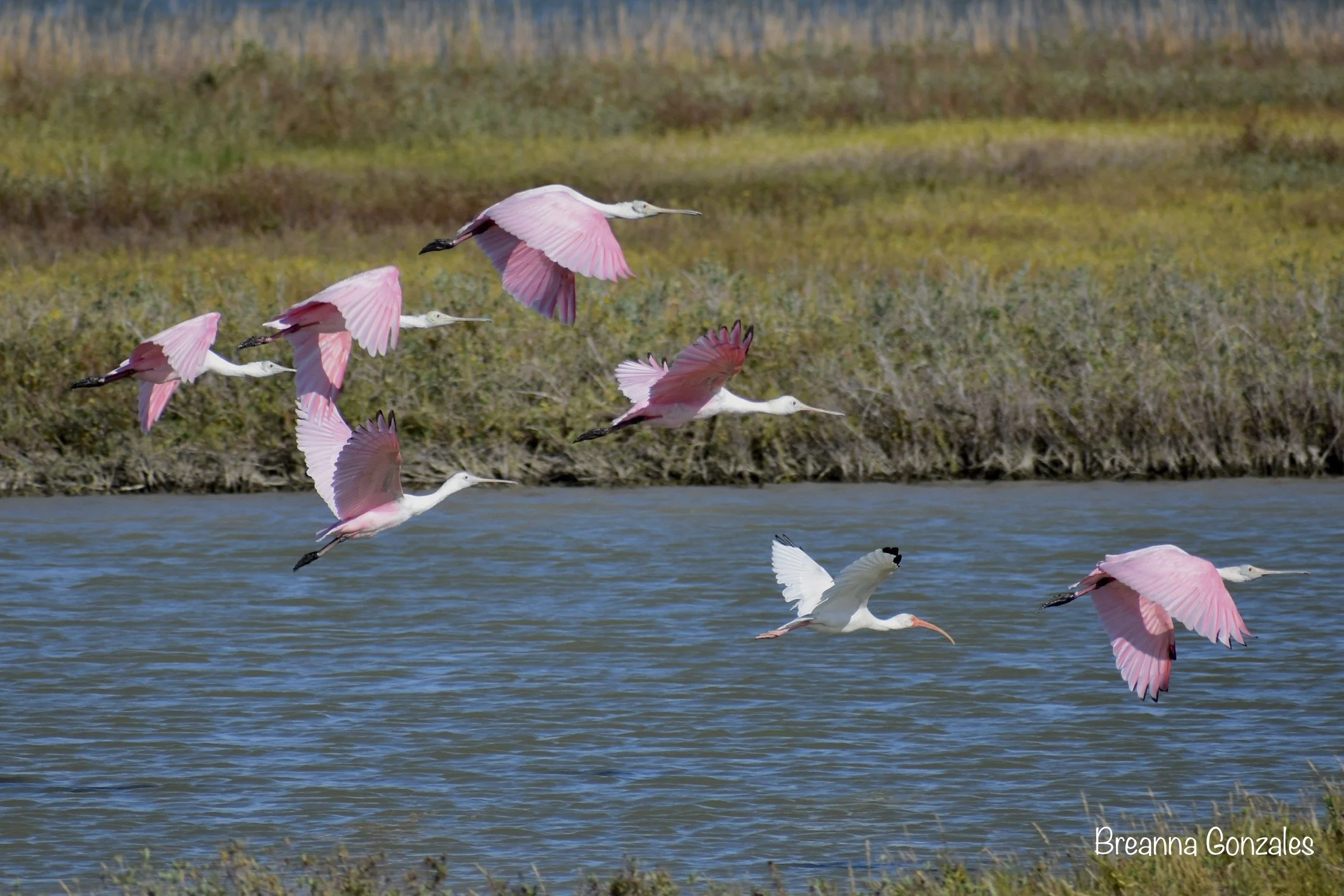 Roseate spoonbills take flight in Rockport - Fulton Texas marshes on a tour aboard the Skimmer. Photo by Breanna Gonzales. 