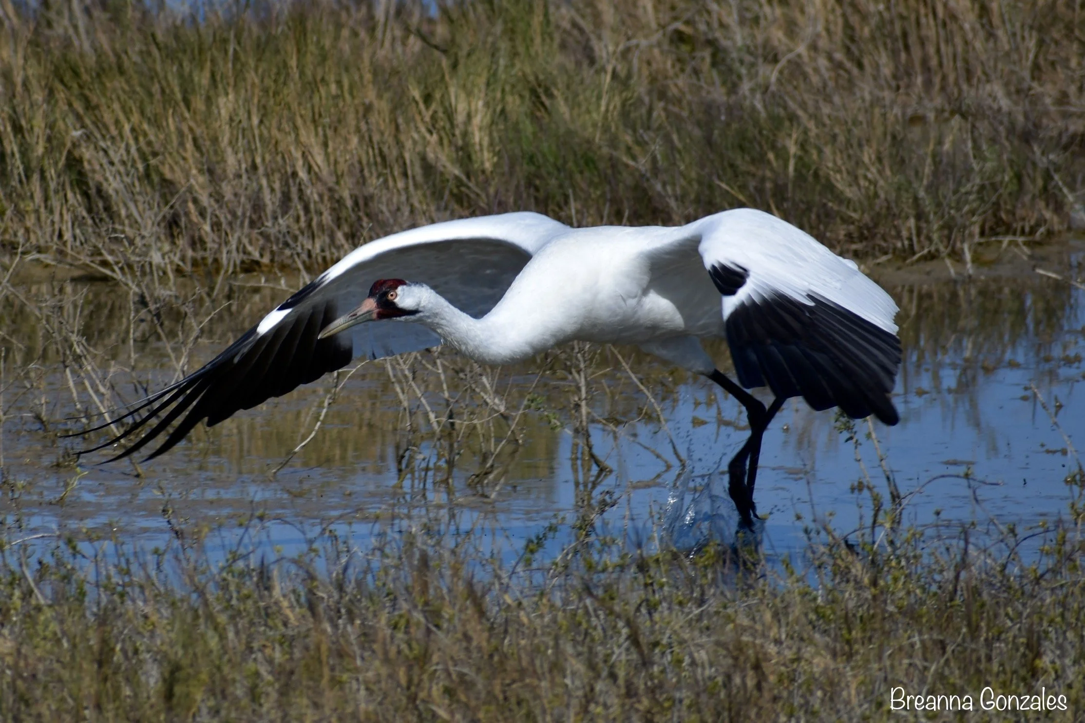 Whooping Crane in Rockport, Texas. Photo by Breanna Gonzales. 