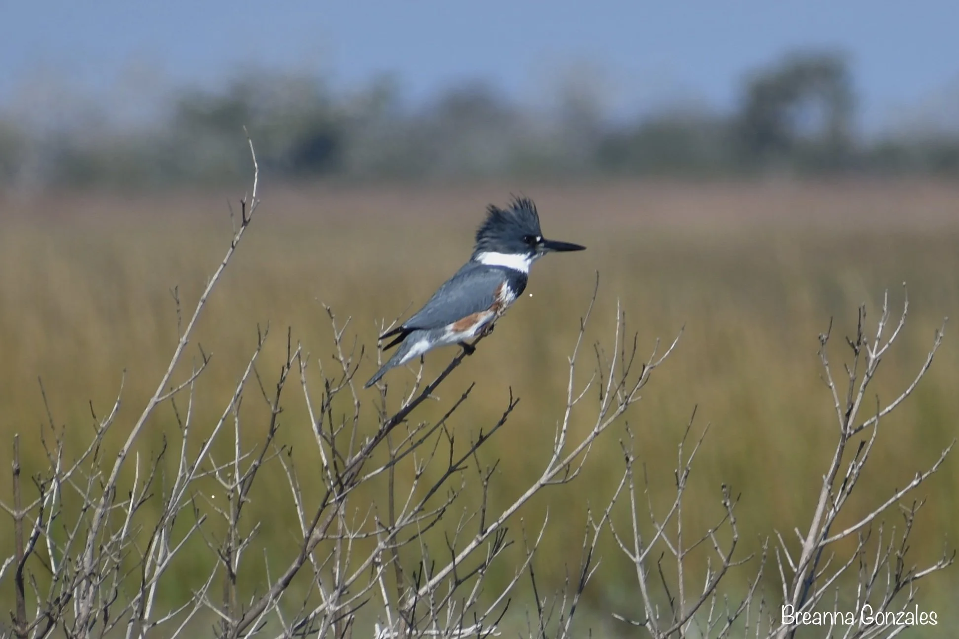 Kingfisher in Rockport, Texas. Photo by Breanna Gonzales. 