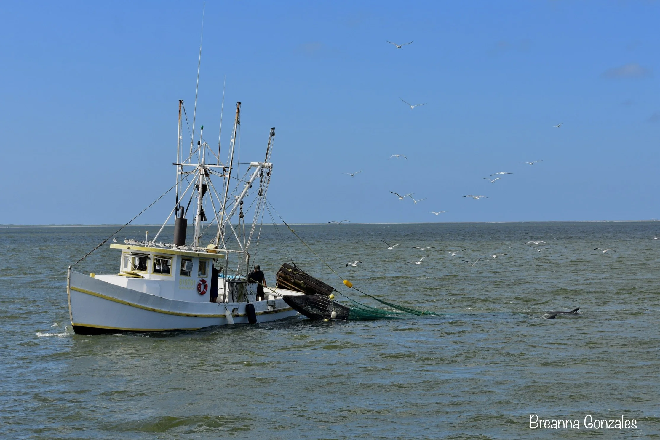 Shrimp boat being followed by dolphins during a dolphin cruise aboard the Skimmer. Photo by Breanna Gonzales. 