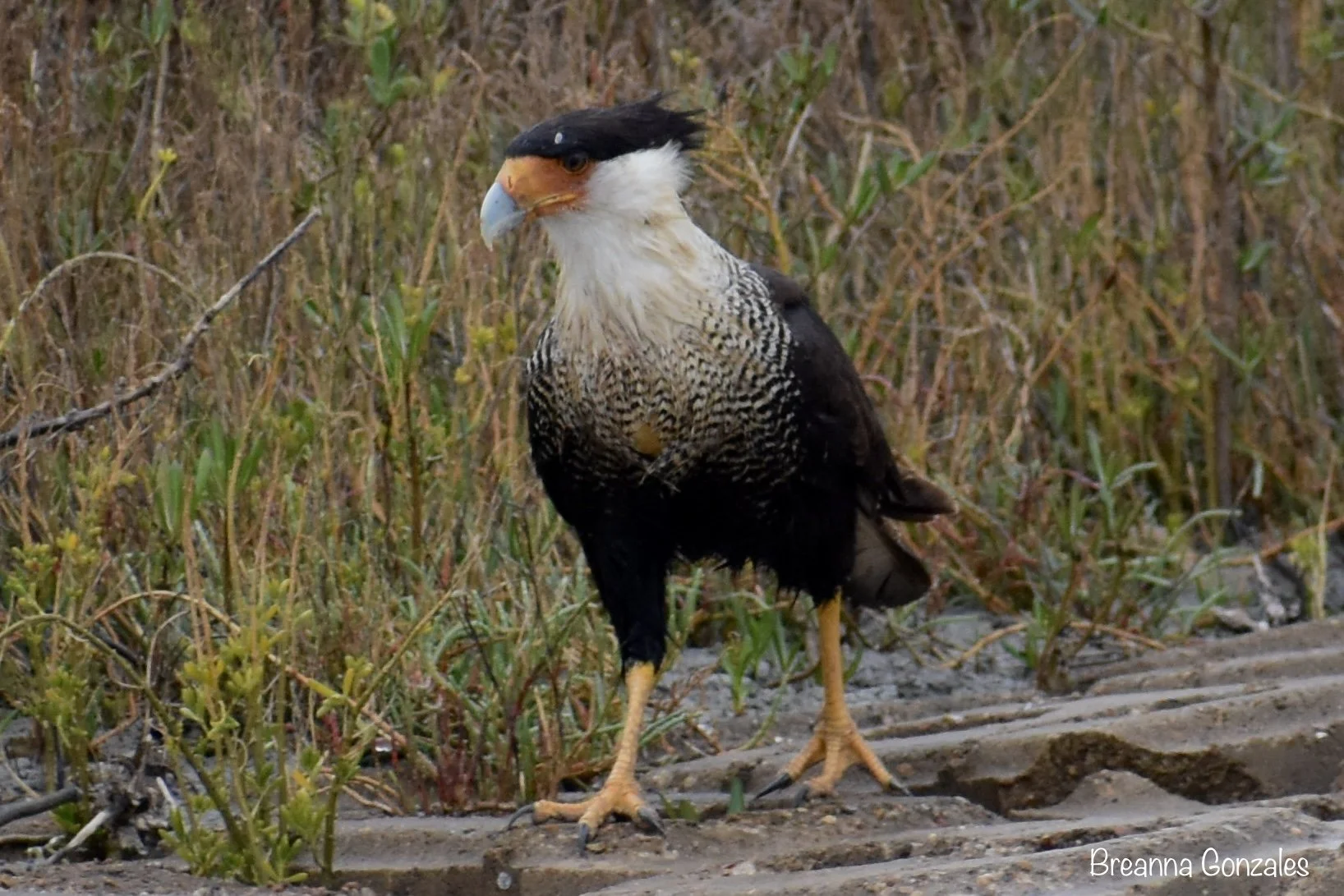 Crested Caracara sighting aboard the Skimmer during a birding tour. Photo by Breanna Gonzales. 