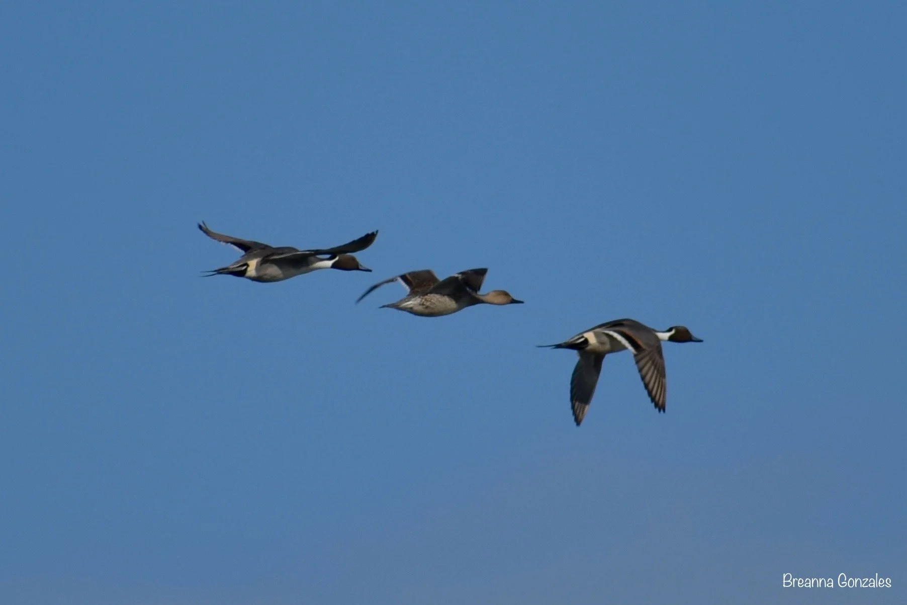 Ducks in flight, Rockport - Fulton , Texas. Photo by Breanna Gonzales. 
