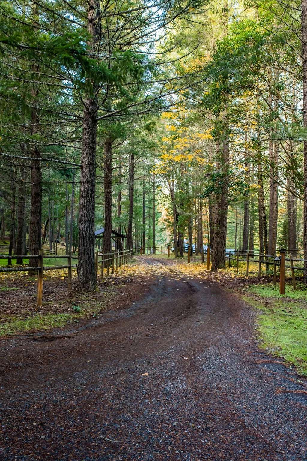 A dirt walking trail in a dense forest with tall trees, some with green and some with yellow leaves, surrounded by wooden fences and small structures in the distance, sunlight filtering through the tree canopy.
