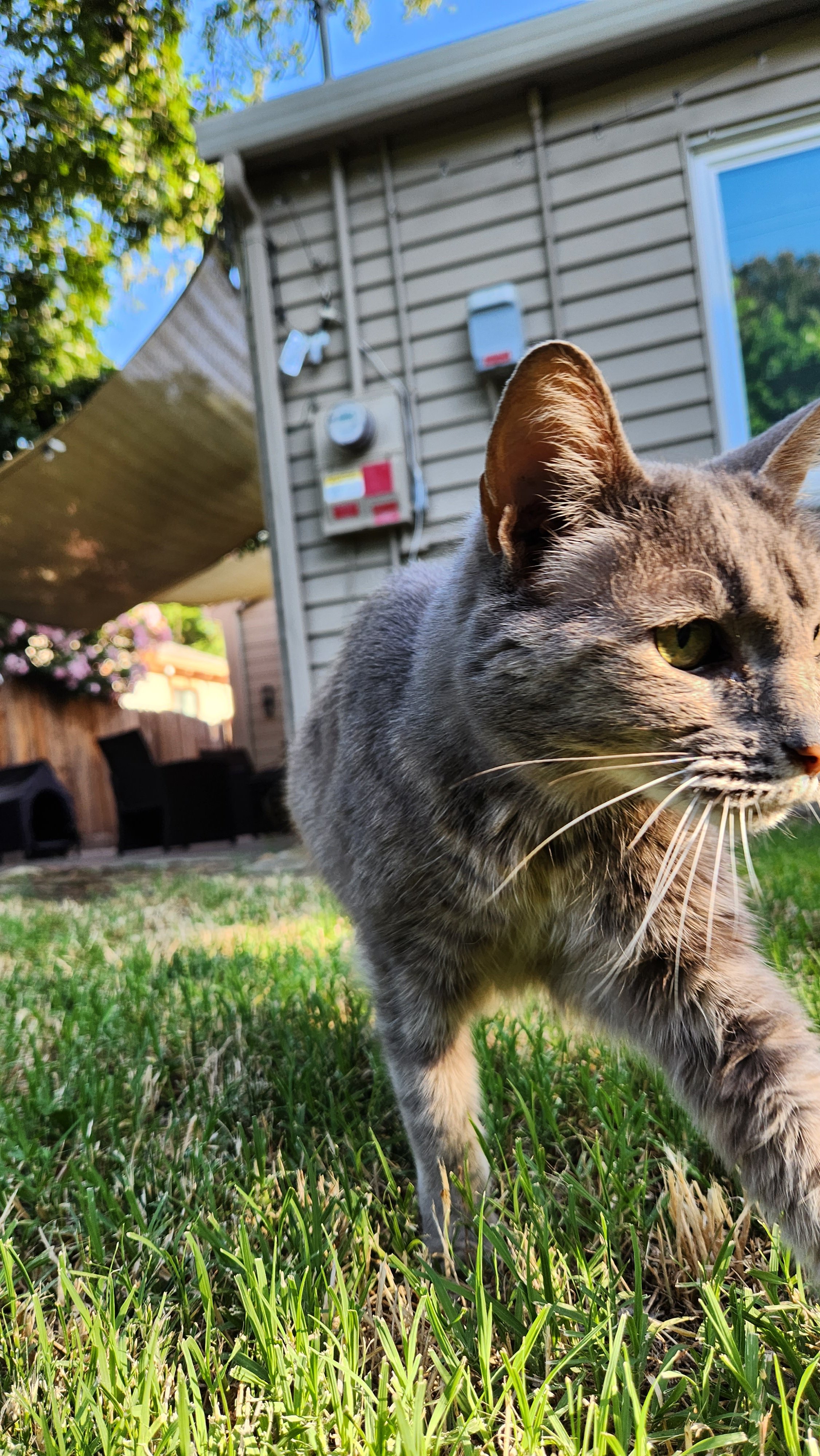 Clawdia, approx. age 20 when she passed away.
She showed up shortly after we moved into our house, and just never left. We took her in and spoiled her like the queen she was for about 6 years. She was my garage confidant, and home security. I think a