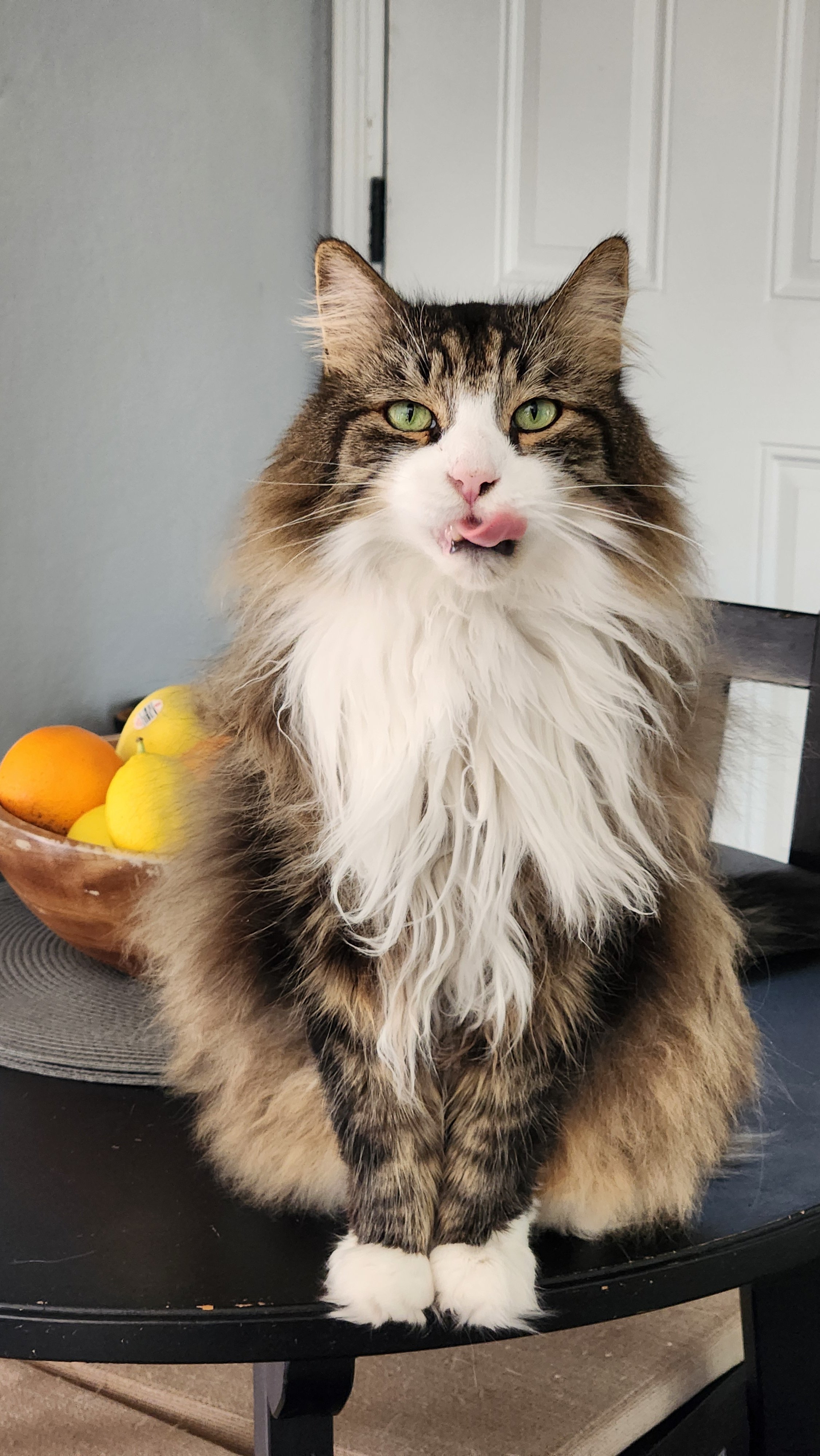 Sawyer, the oldest.
Norwegian Forest Cat.
Wise, calm, and fiercely loyal. He is my best friend, and he has to sleep next to me every night. Besides me, his favorite thing in the world is treats.